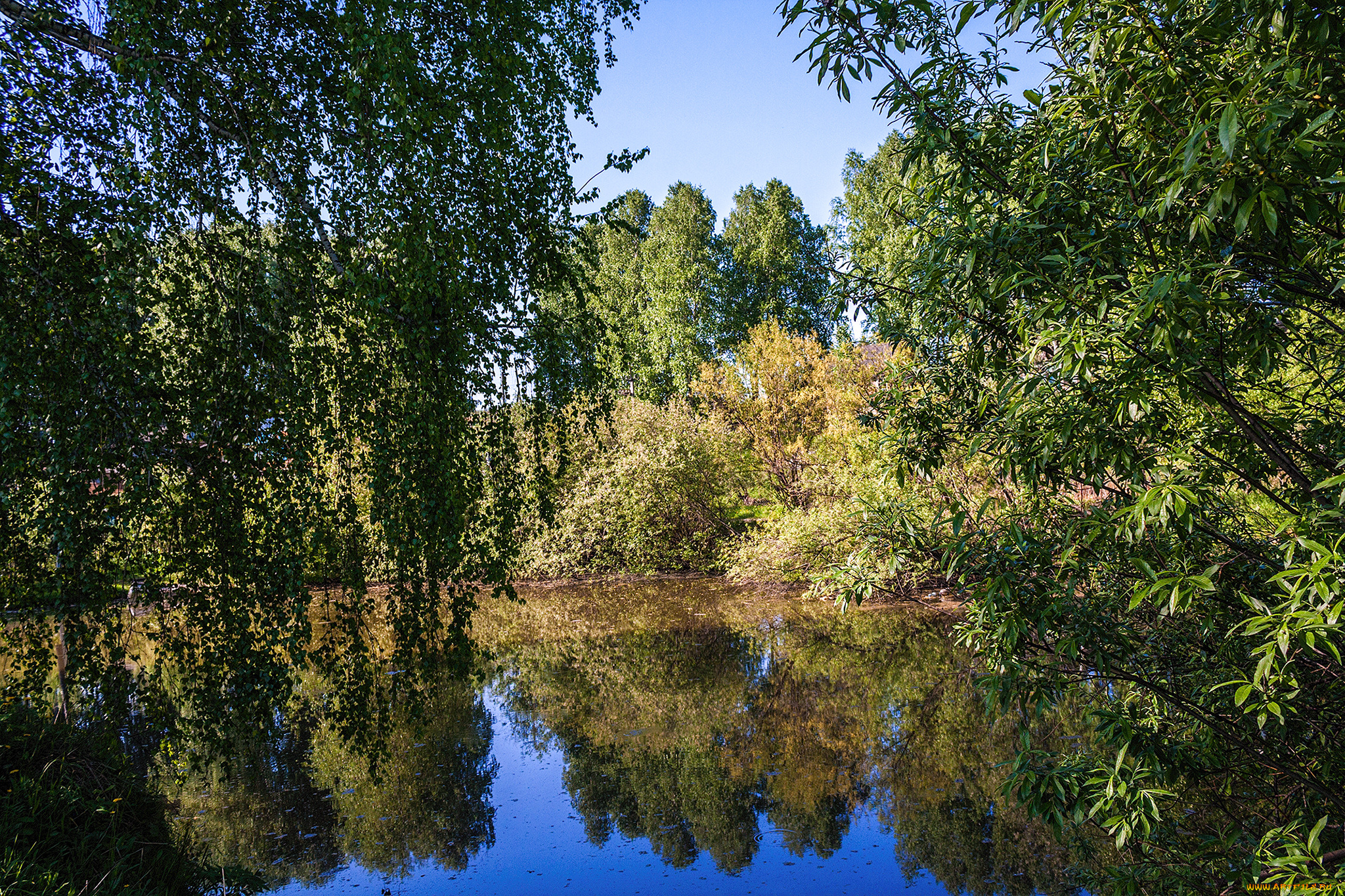 природа, реки, озера, лес, река