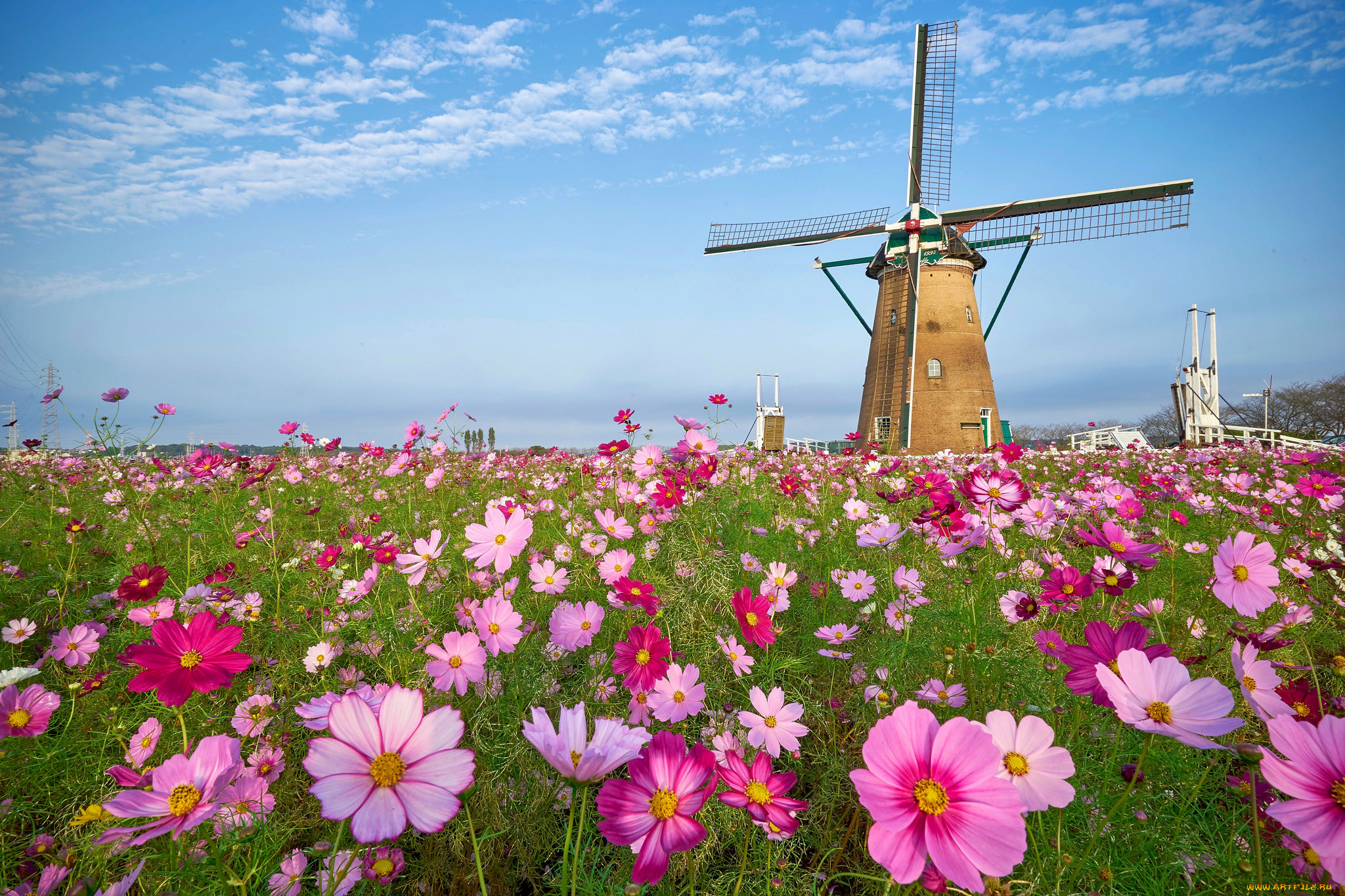разное, мельницы, поле, цветы, мельня