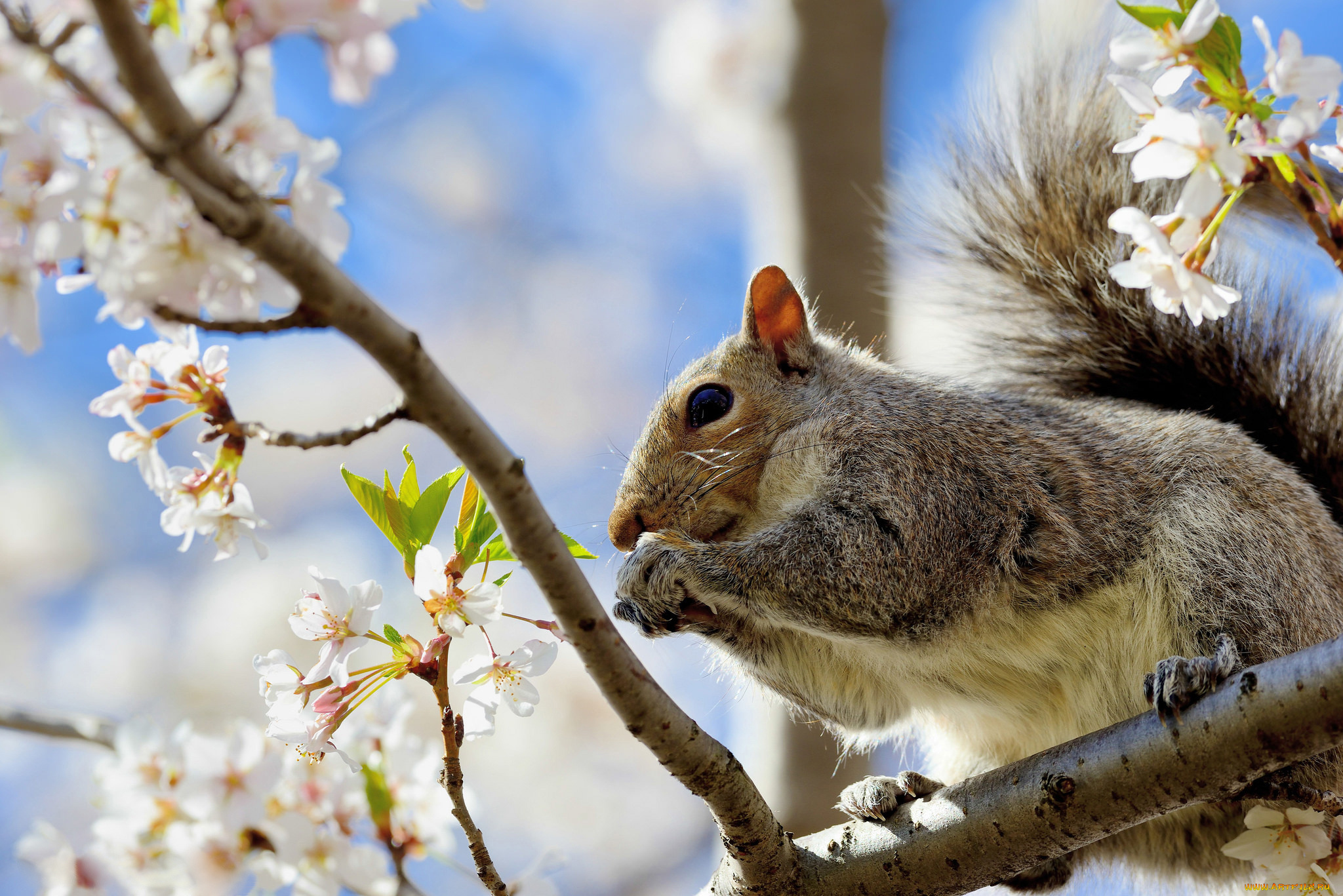 животные, белки, цветки, цветение, ветки, вишня, белка