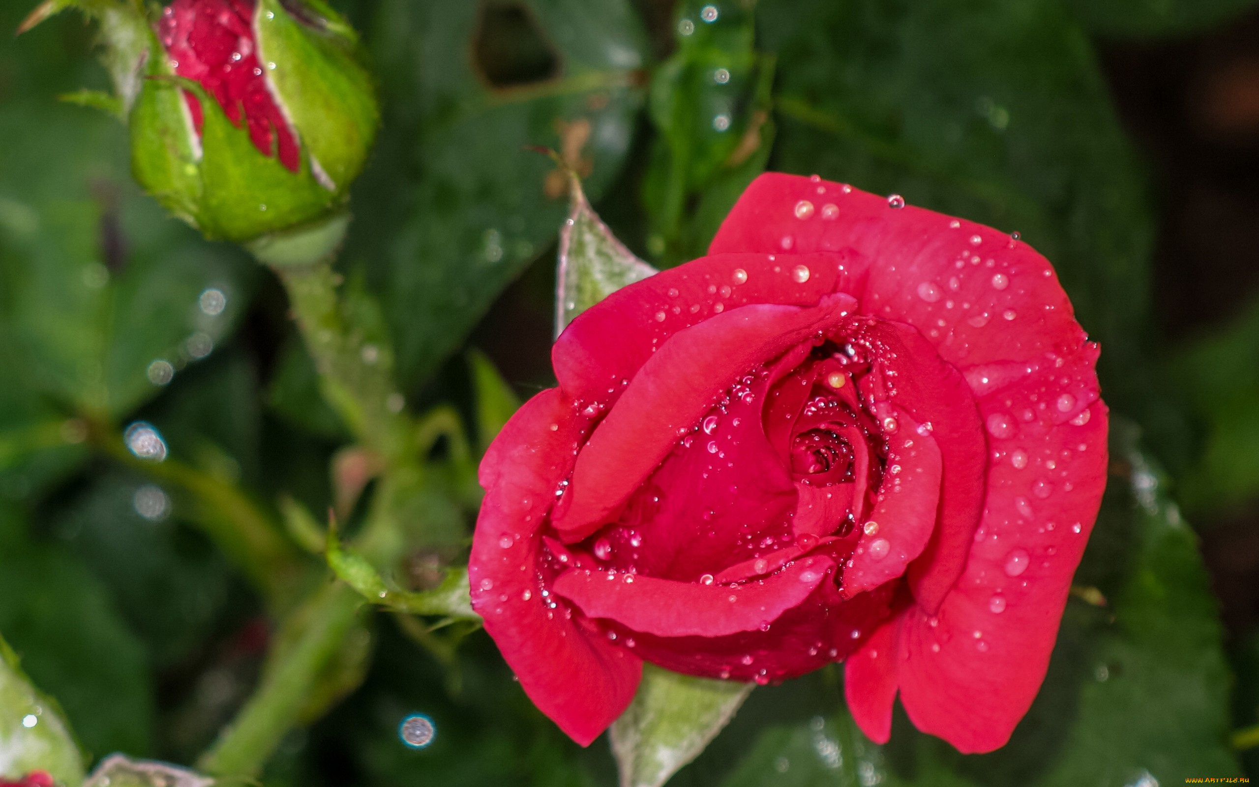 цветы, розы, макро, капли, бутоны, роза