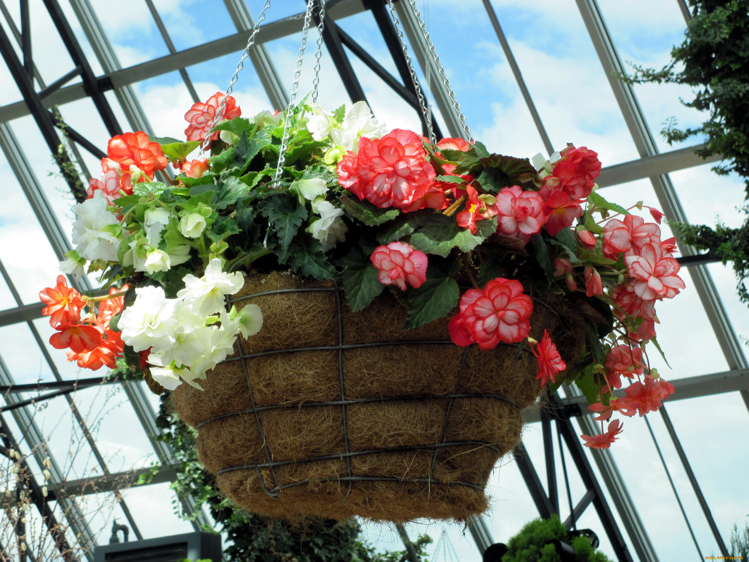 цветы, бегония, подвесной, вазон