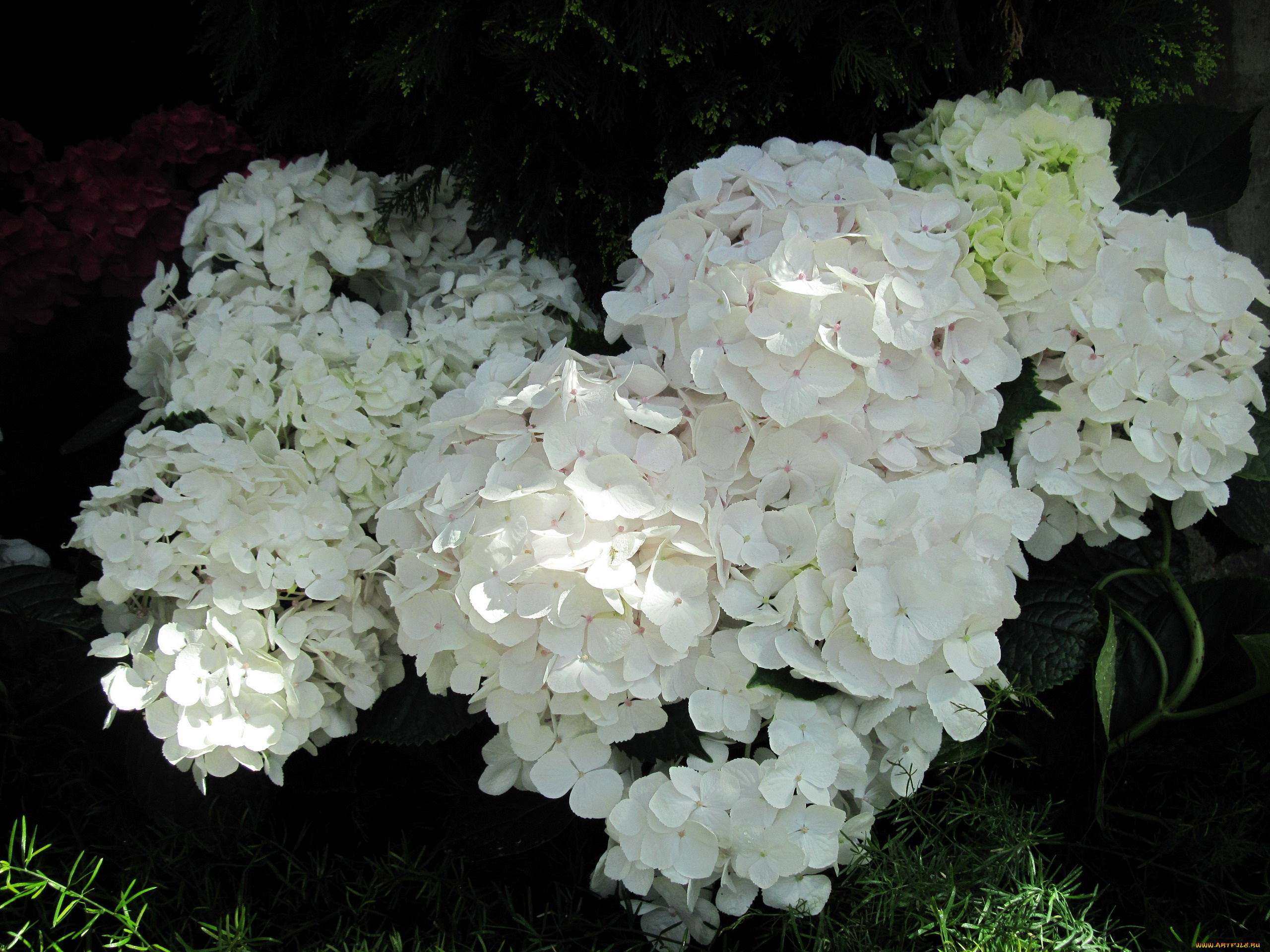 цветы, гортензия, белый