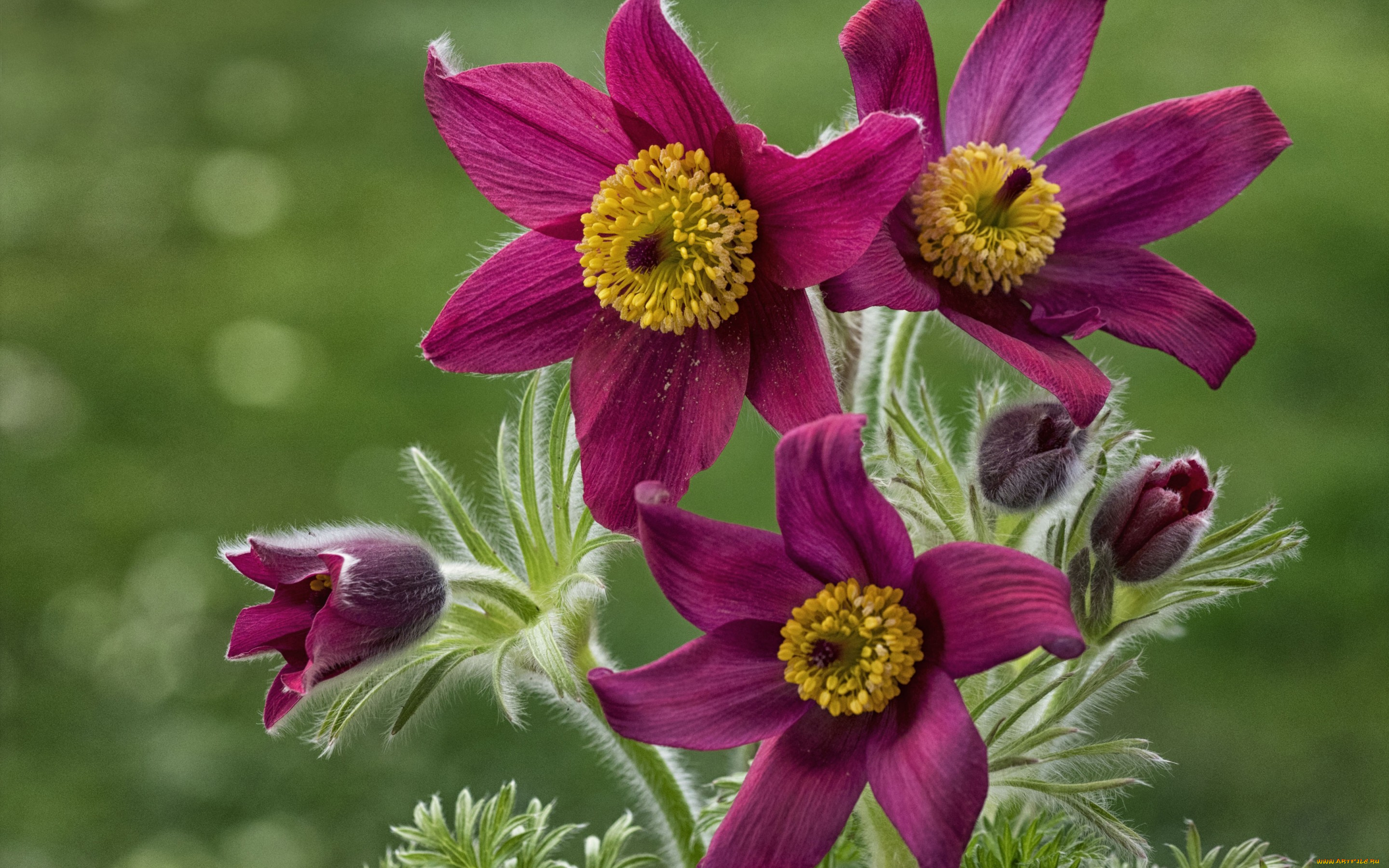цветы, анемоны, , сон-трава, лепестки, сон-трава, прострел, бутончики