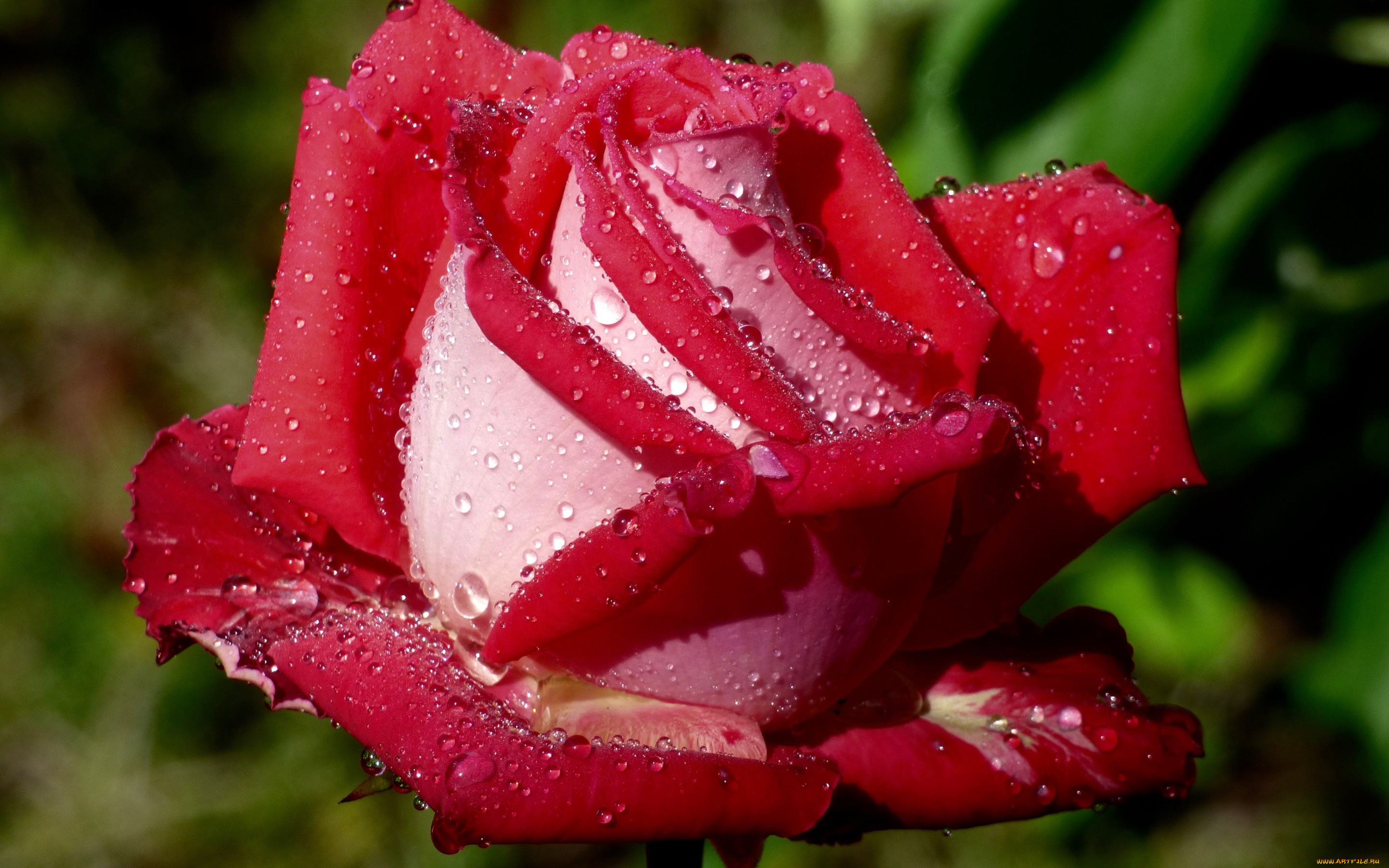 цветы, розы, макро, капли, бутон, роза
