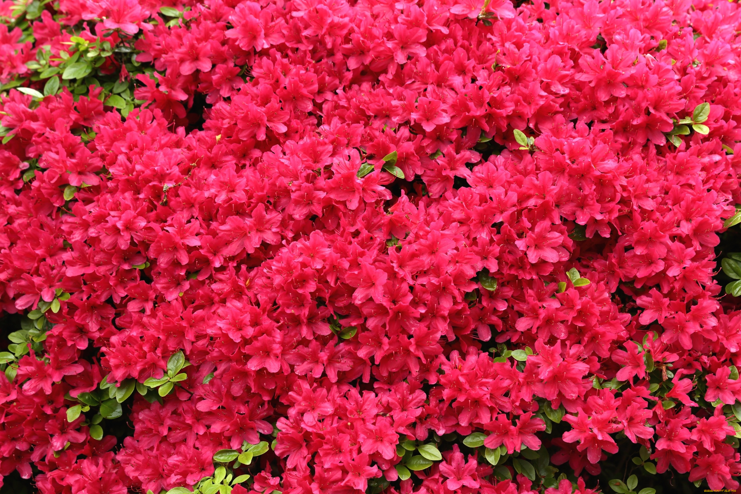 цветы, рододендроны, , азалии, рододендрон, азалия, цветение