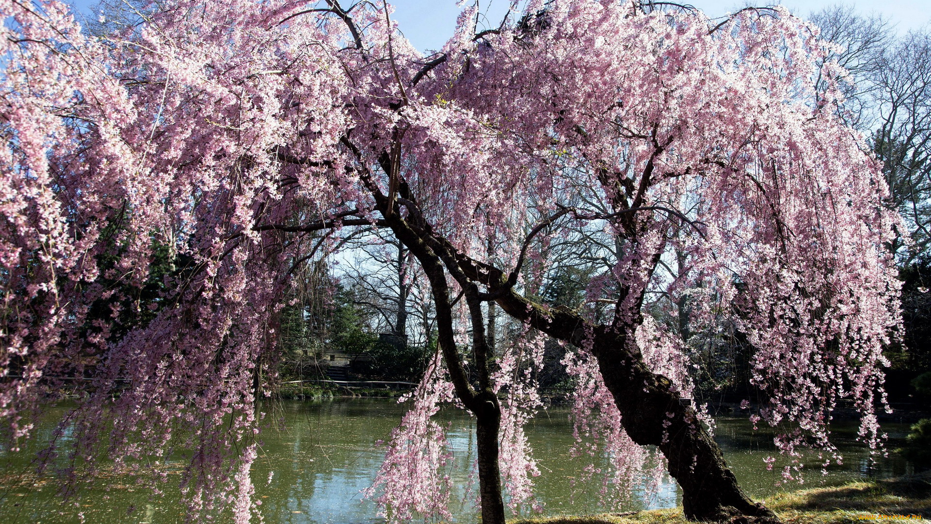природа, деревья, дерево, река, весна