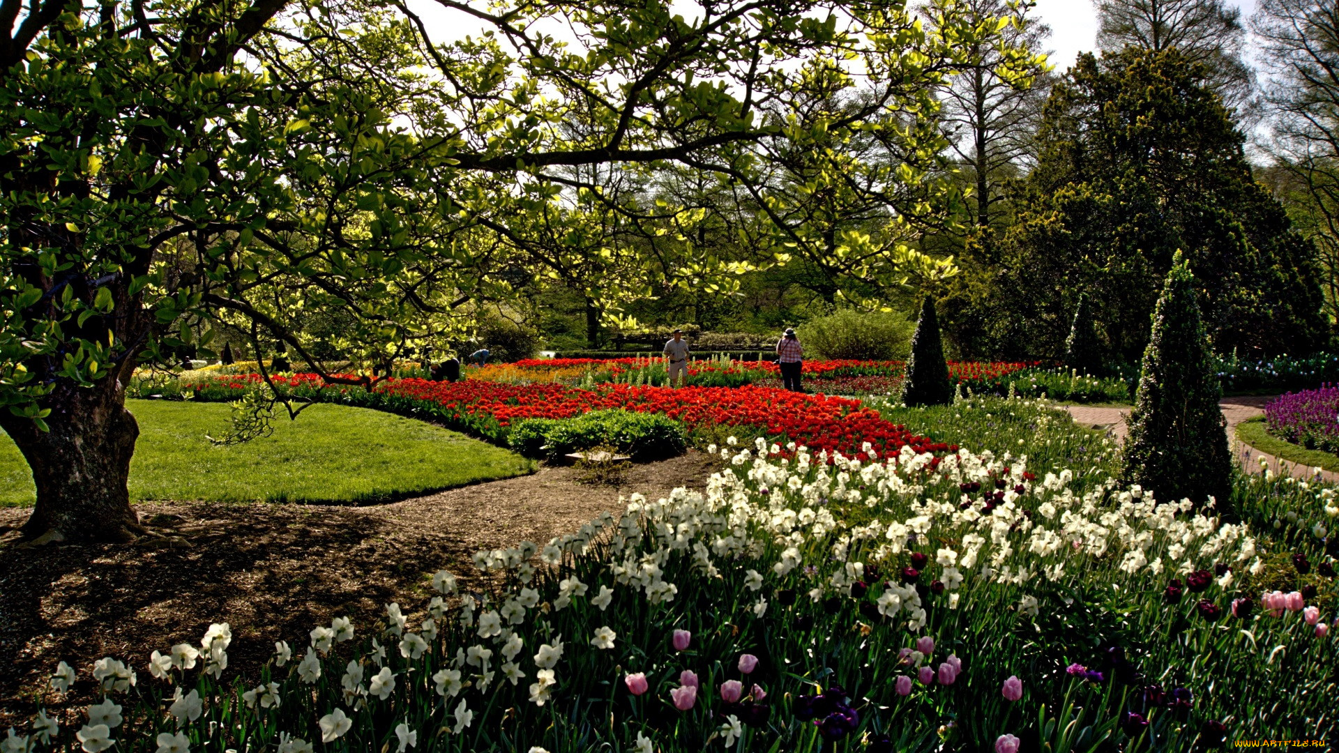 природа, парк, тюльпаны, весна, нарциссы, клумбы