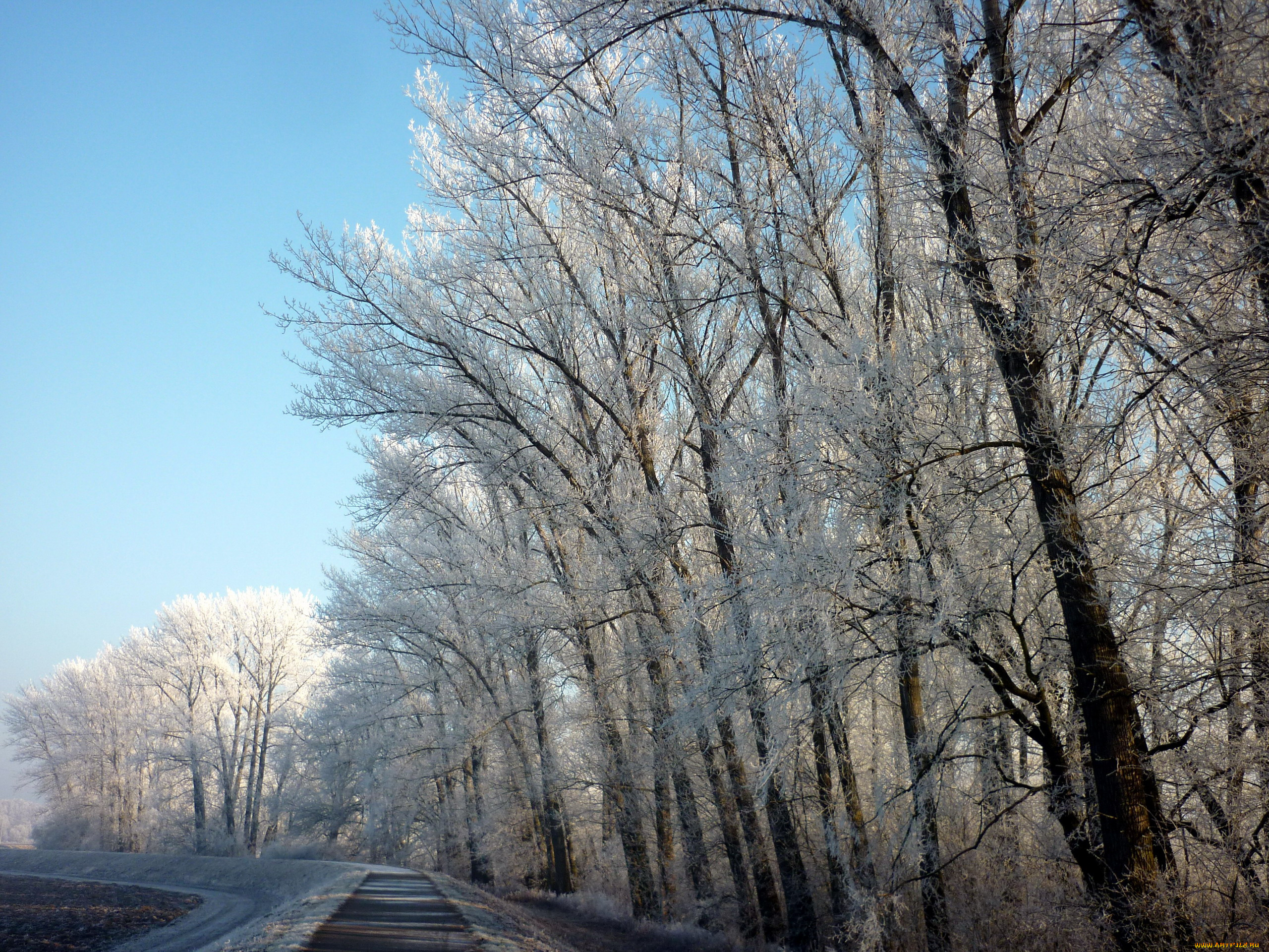 природа, зима, иней, деревья