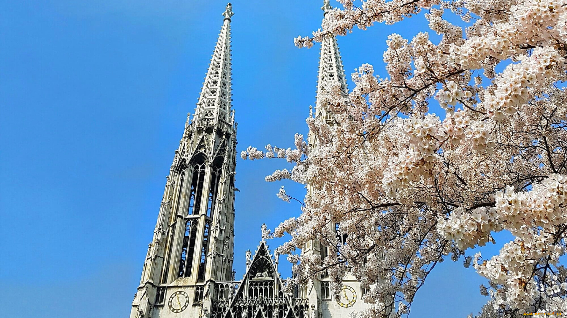 города, вена, , австрия, шпиль, собор, весна