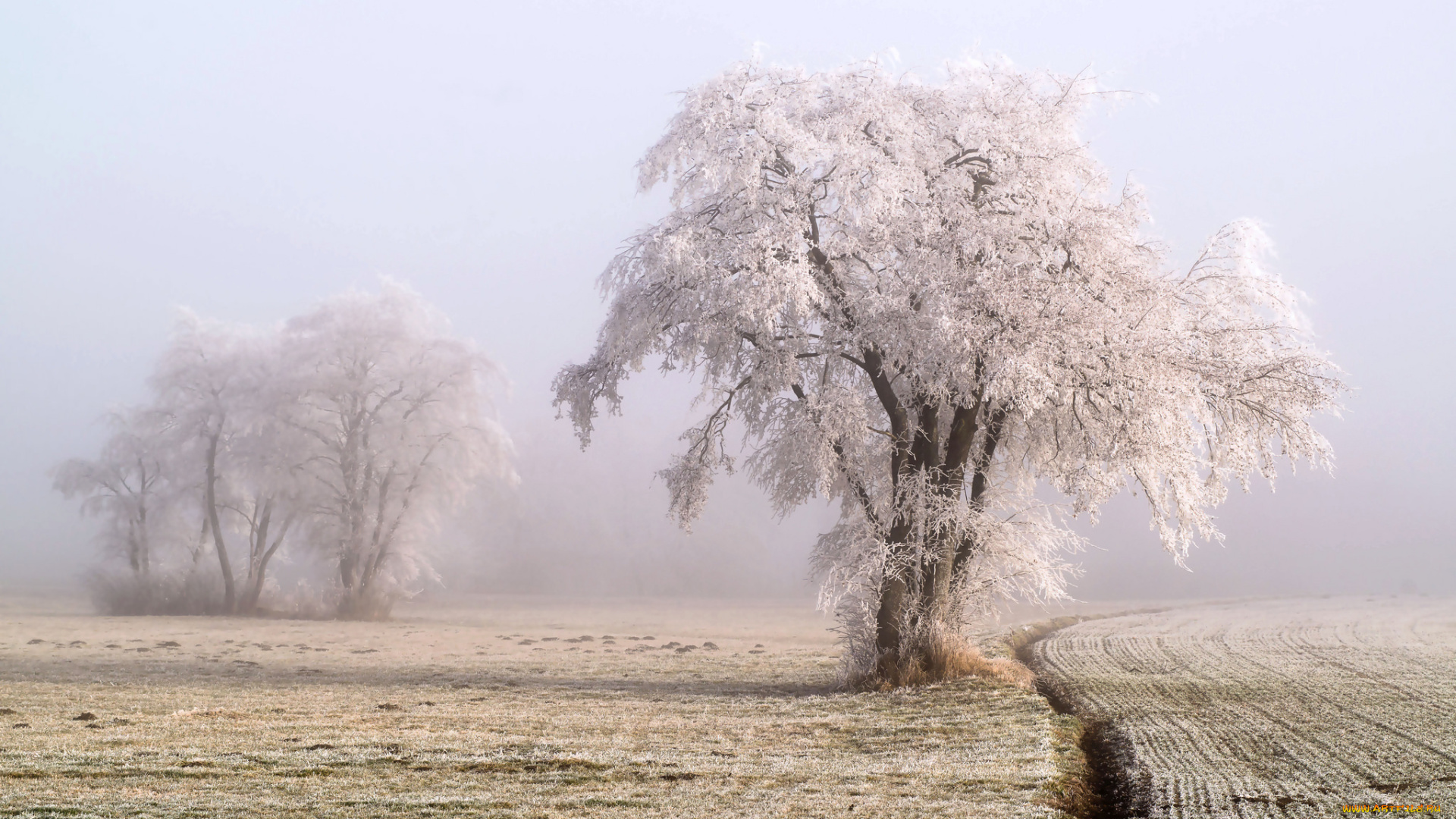 природа, деревья, простор