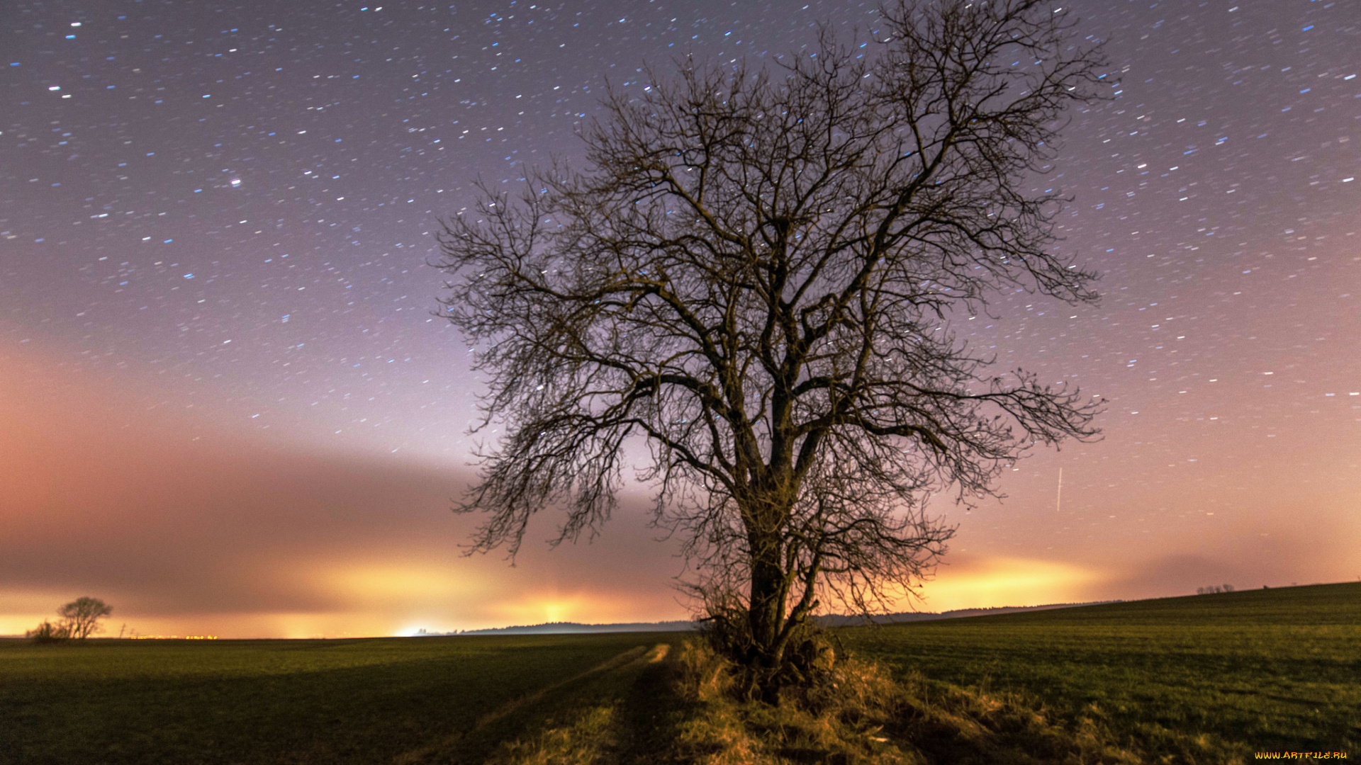 природа, деревья, простор