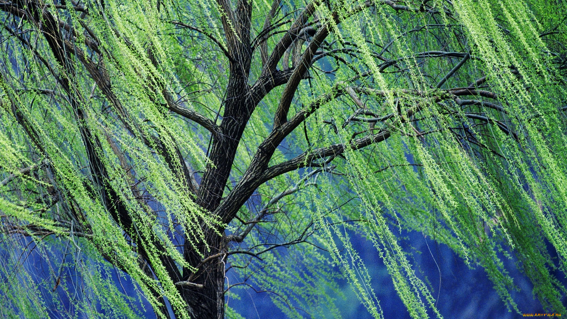 природа, деревья, весна