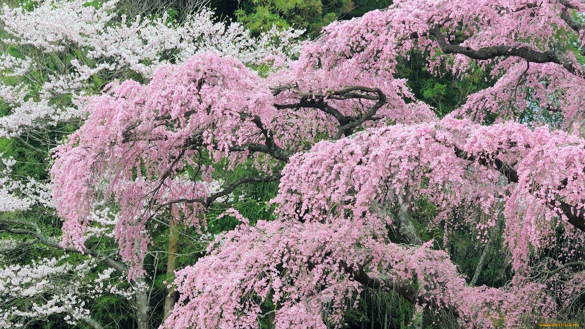 природа, деревья, весна