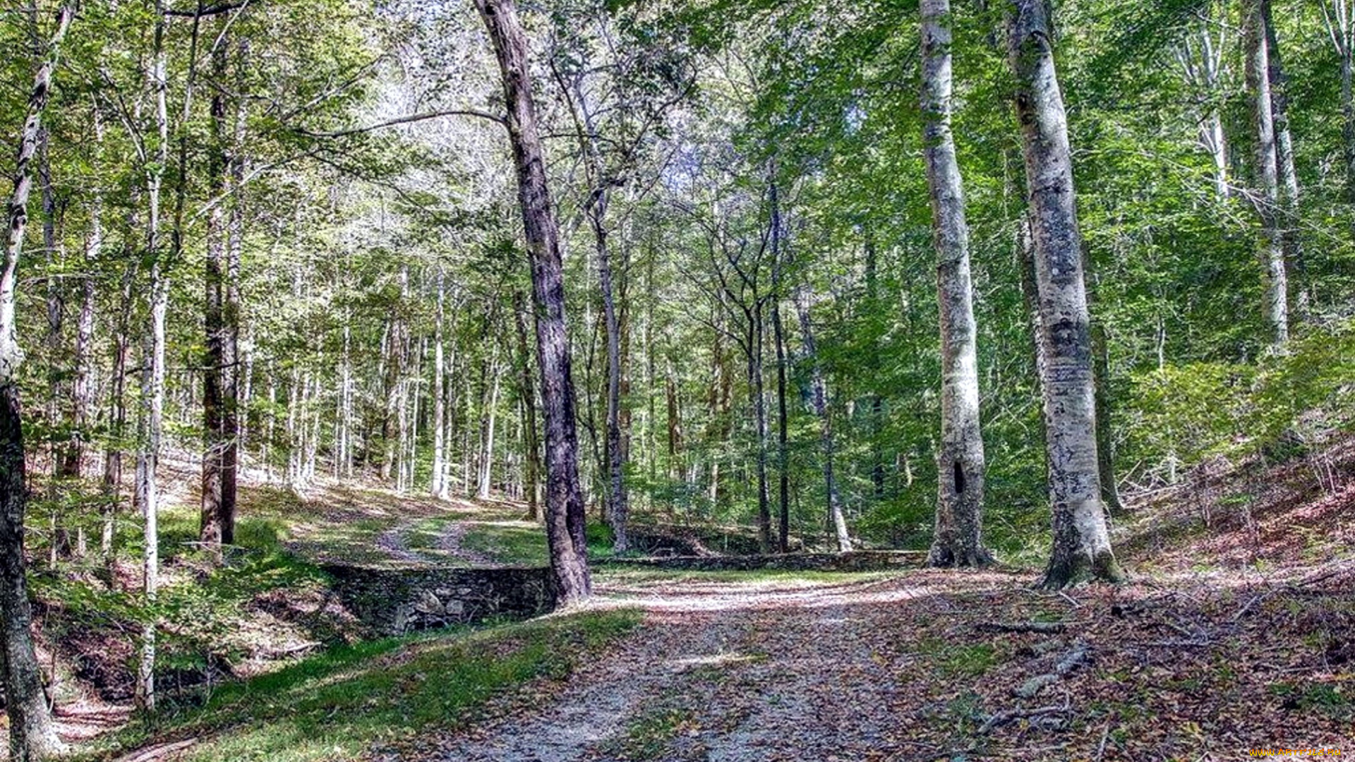 природа, дороги, деревья, дорога, лесная