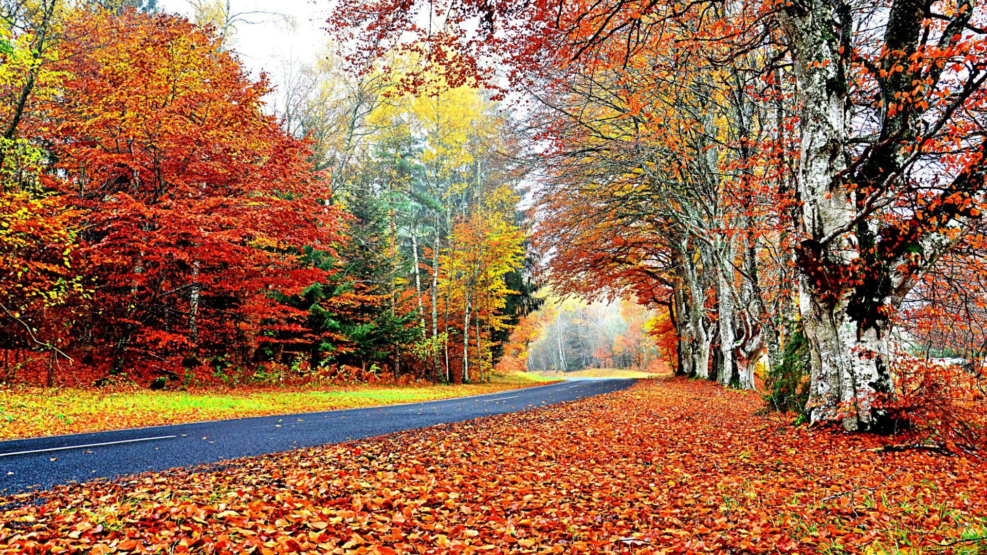природа, дороги, листопад, осень, шоссе