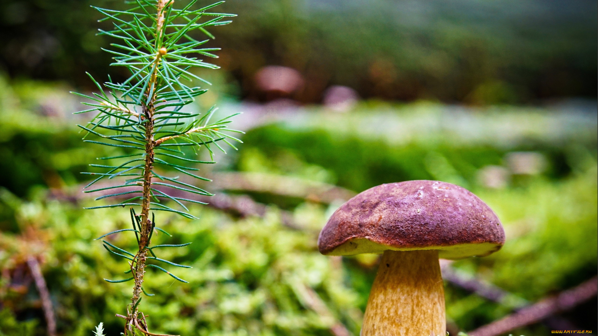 природа, грибы, польский, гриб
