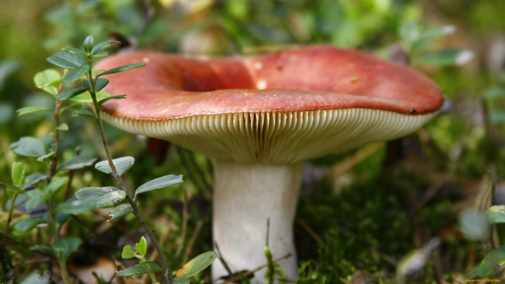 природа, грибы, сыроежка