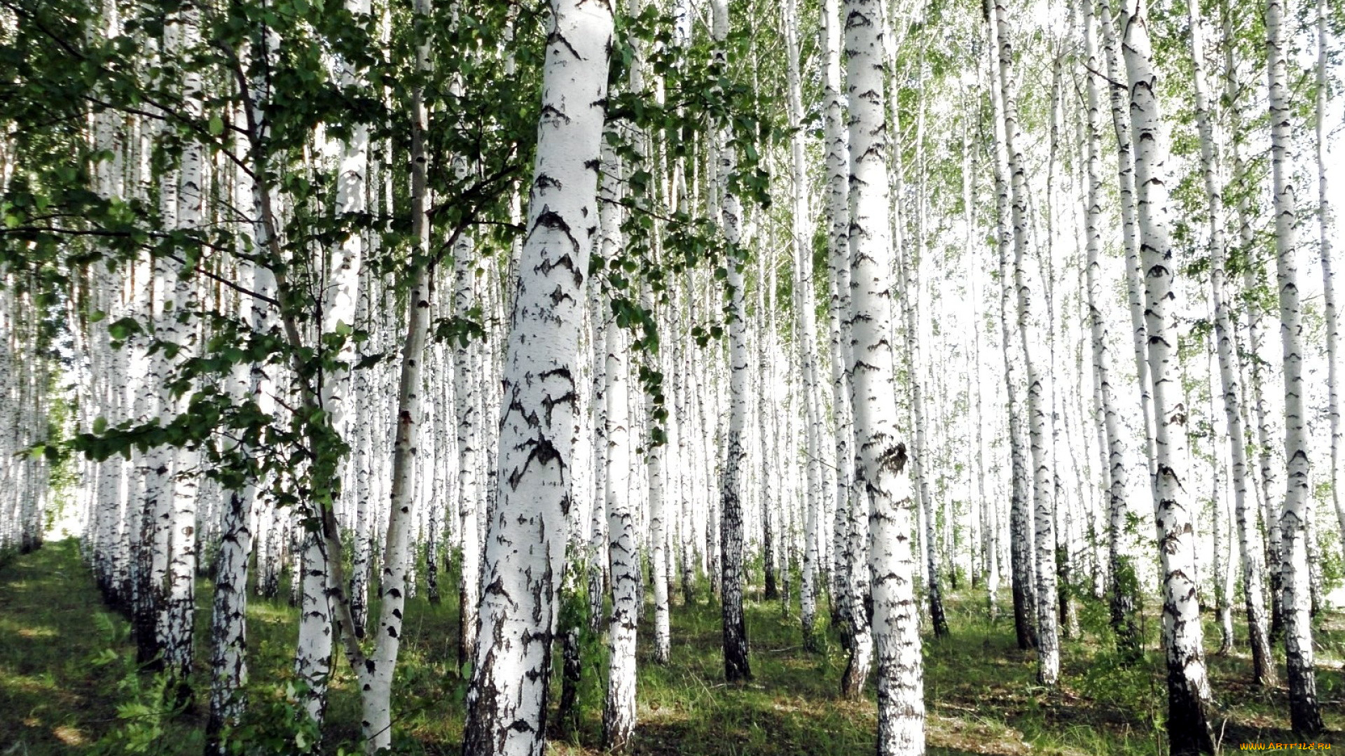 природа, лес, березы, роща