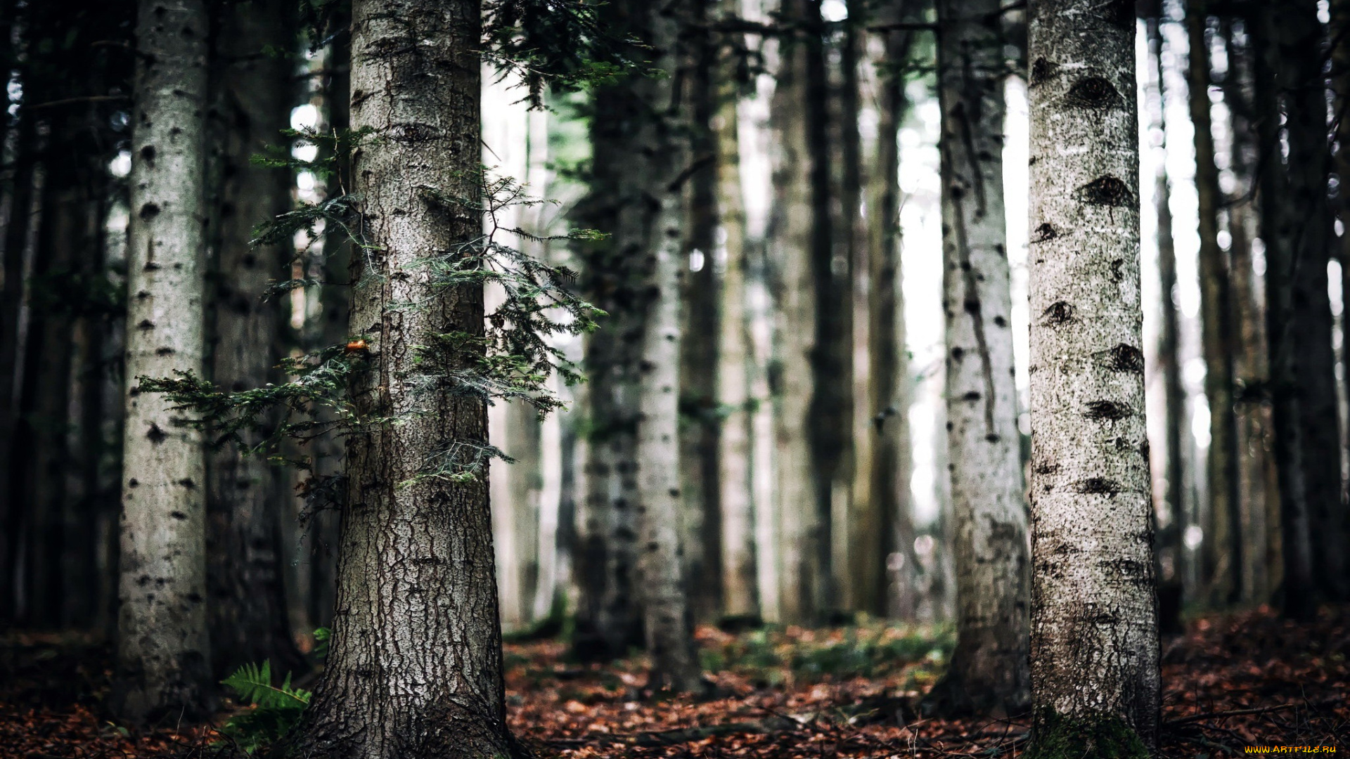 природа, лес, березы, роща, осень