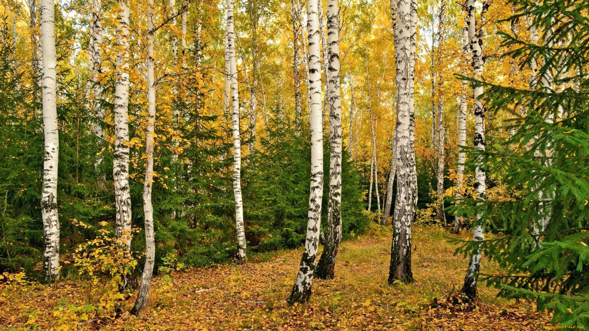 природа, лес, осень, роща, березы