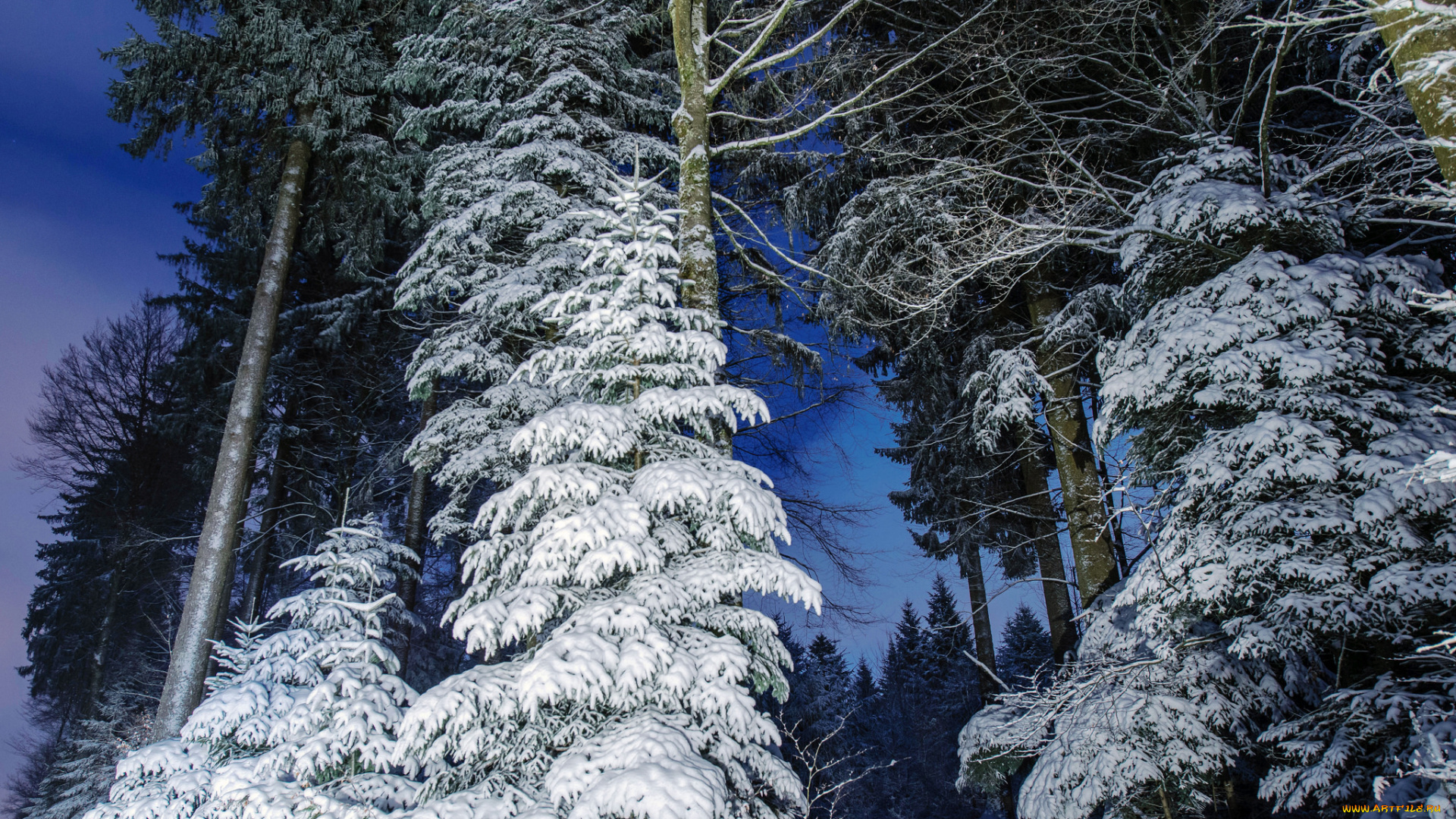 природа, лес, простор