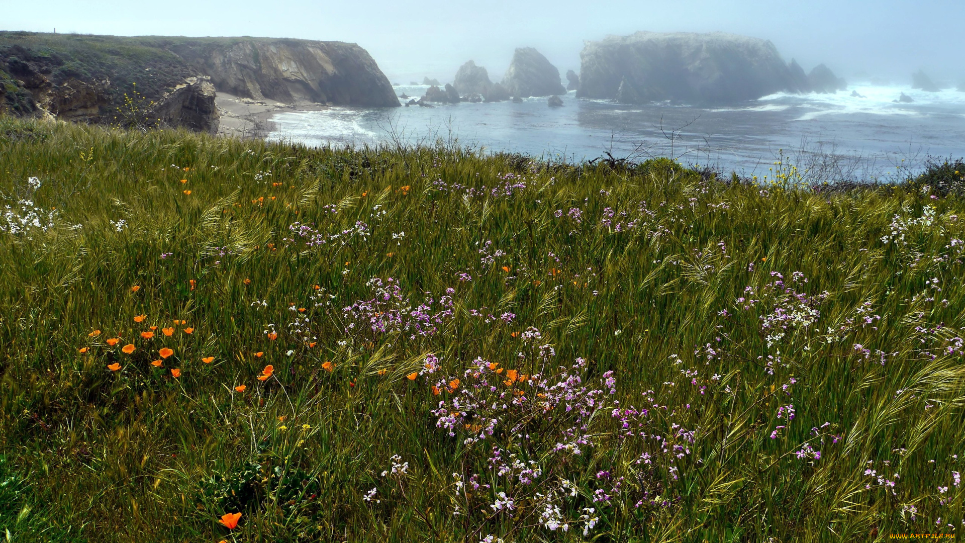 природа, луга, лето, луг, разнотравье