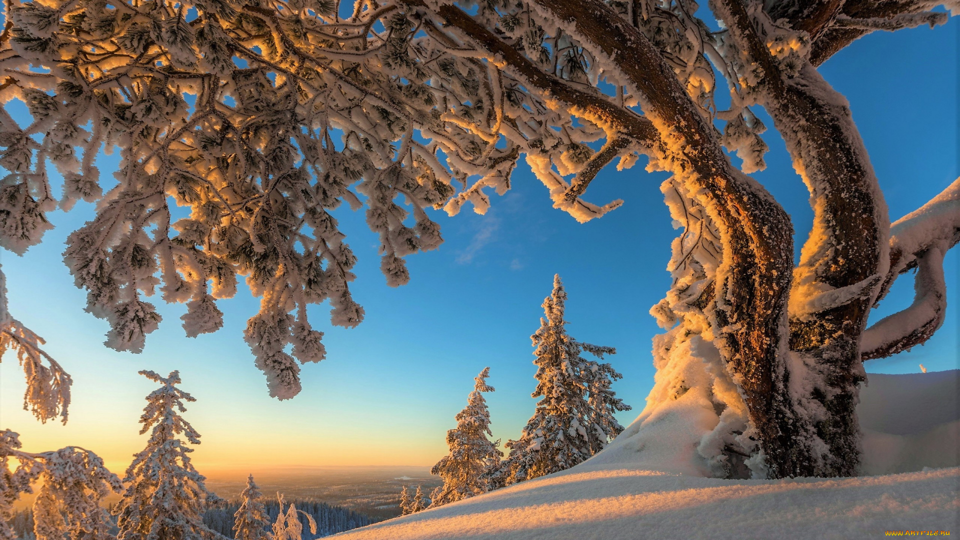 природа, зима, иней, снег