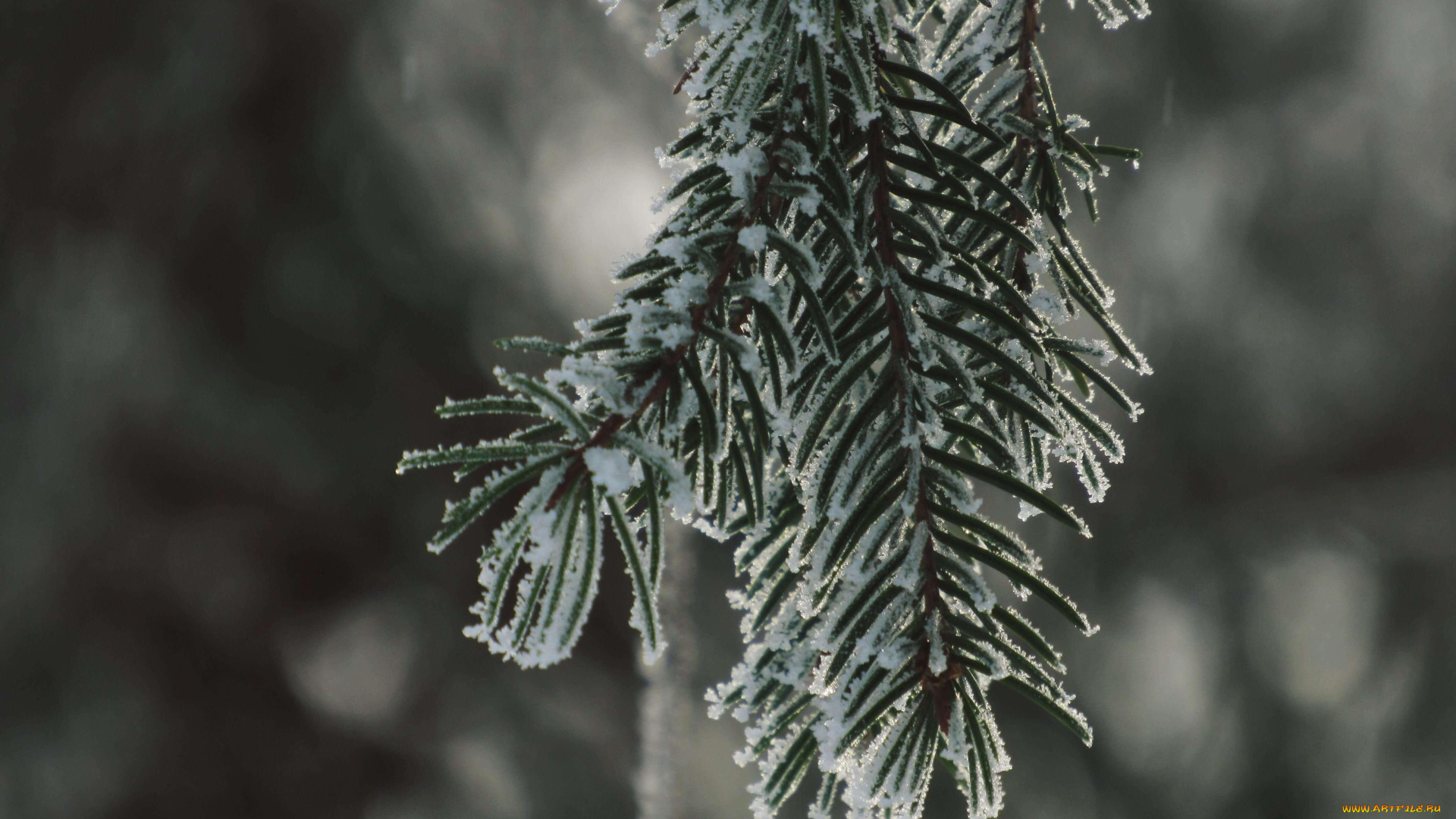 природа, зима, снег, хвоя, ветка