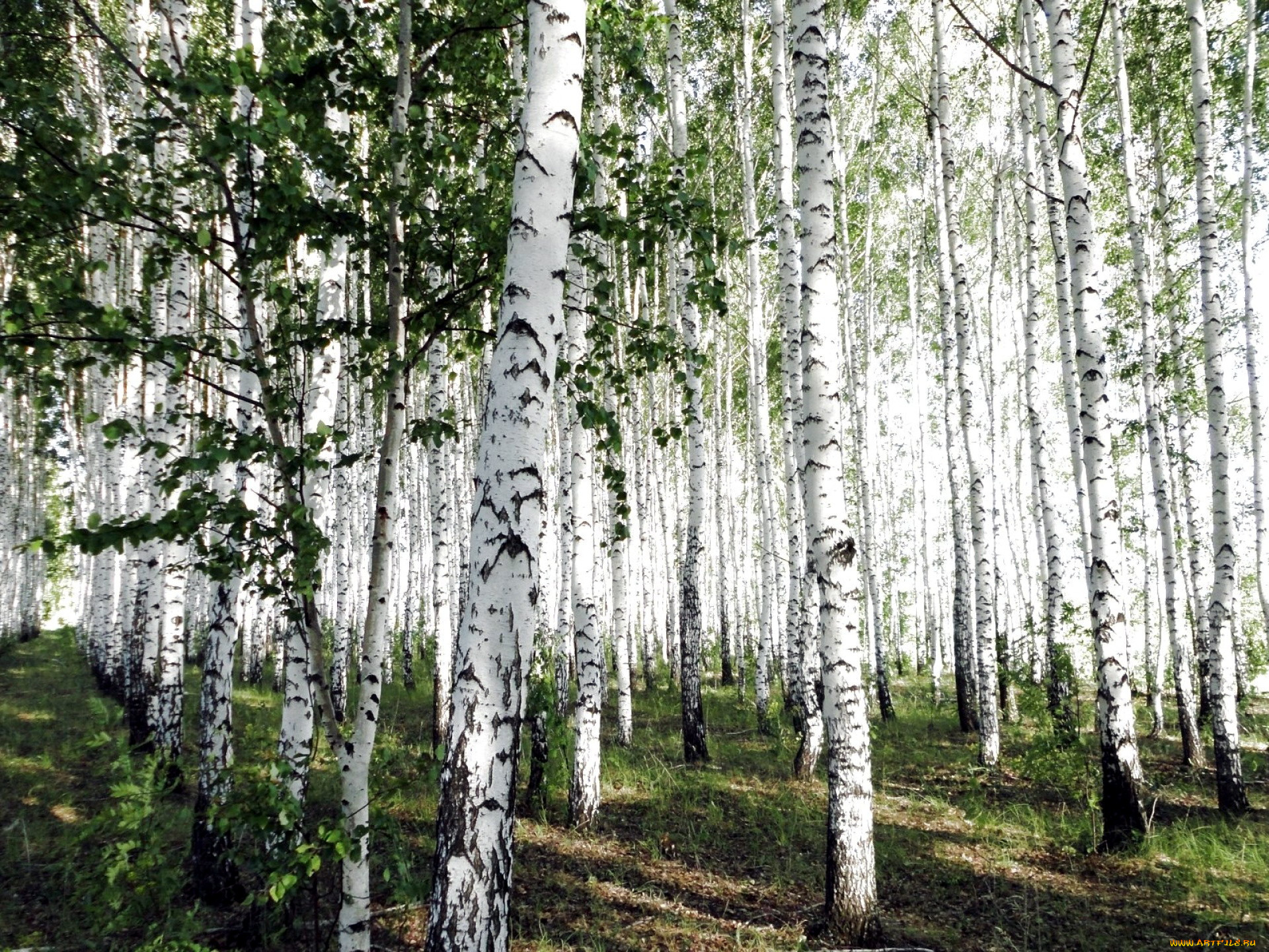 природа, лес, березы, роща