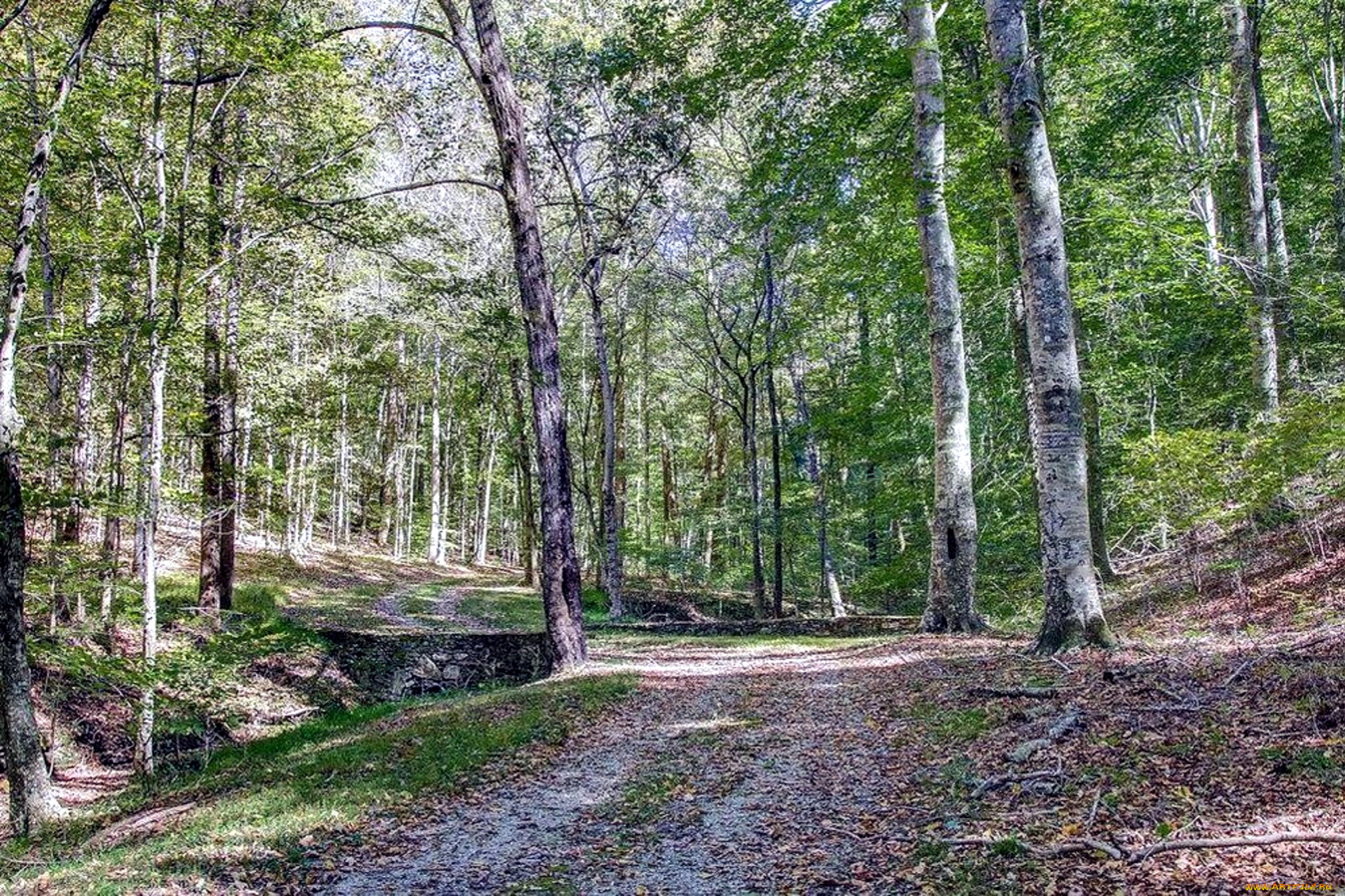 природа, дороги, деревья, дорога, лесная