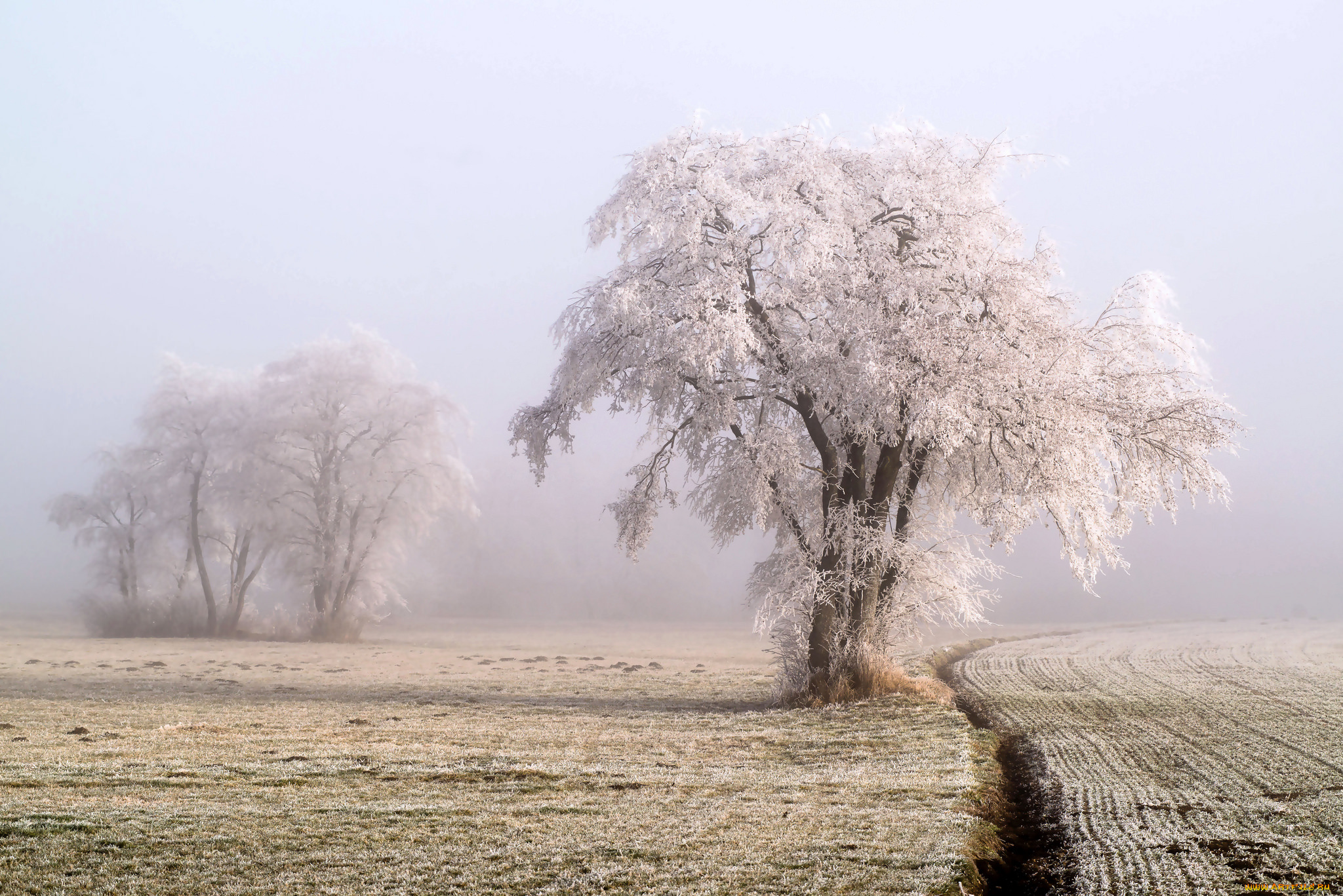 природа, деревья, простор