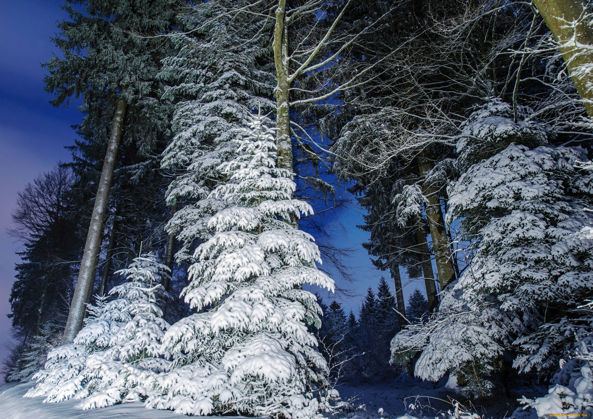 природа, лес, простор