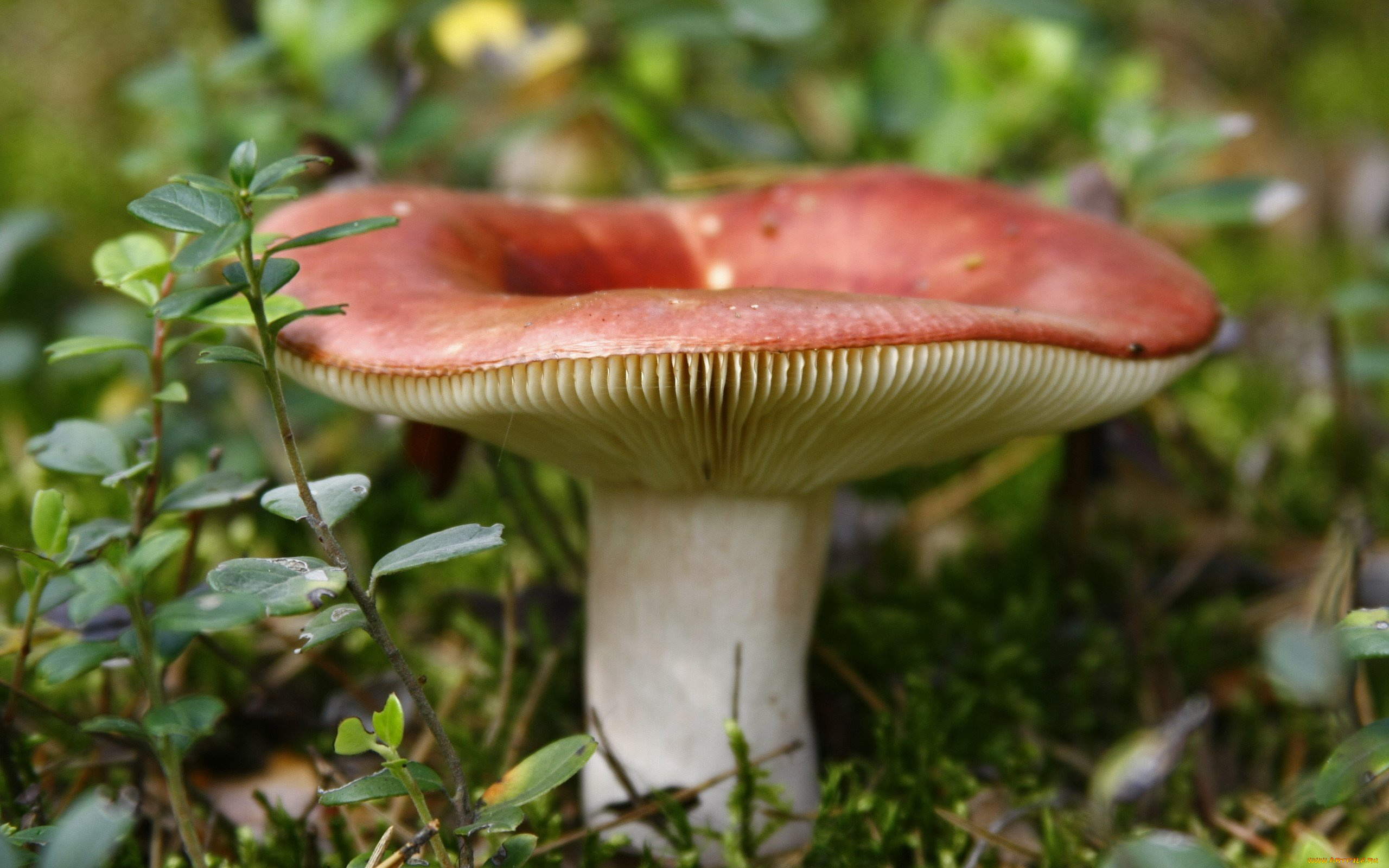 природа, грибы, сыроежка