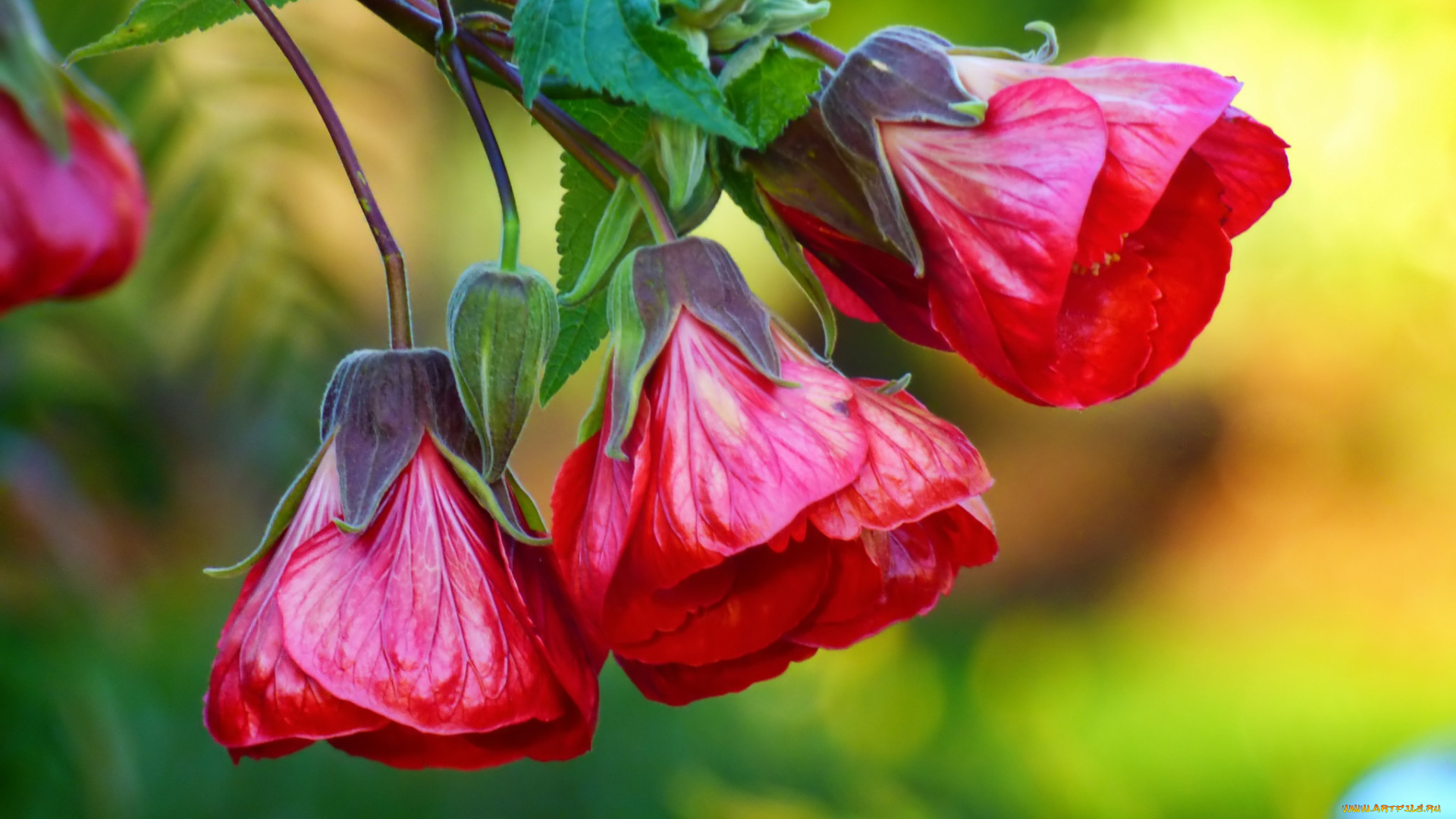 цветы, гибискусы, трио