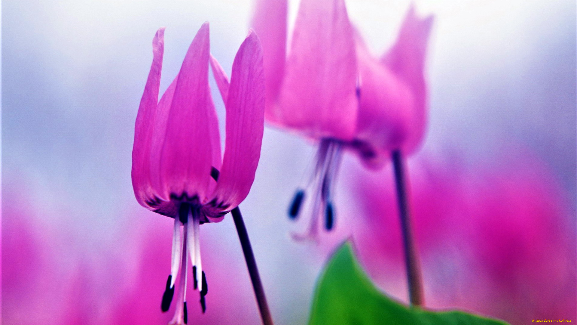 цветы, кандыки, розовые