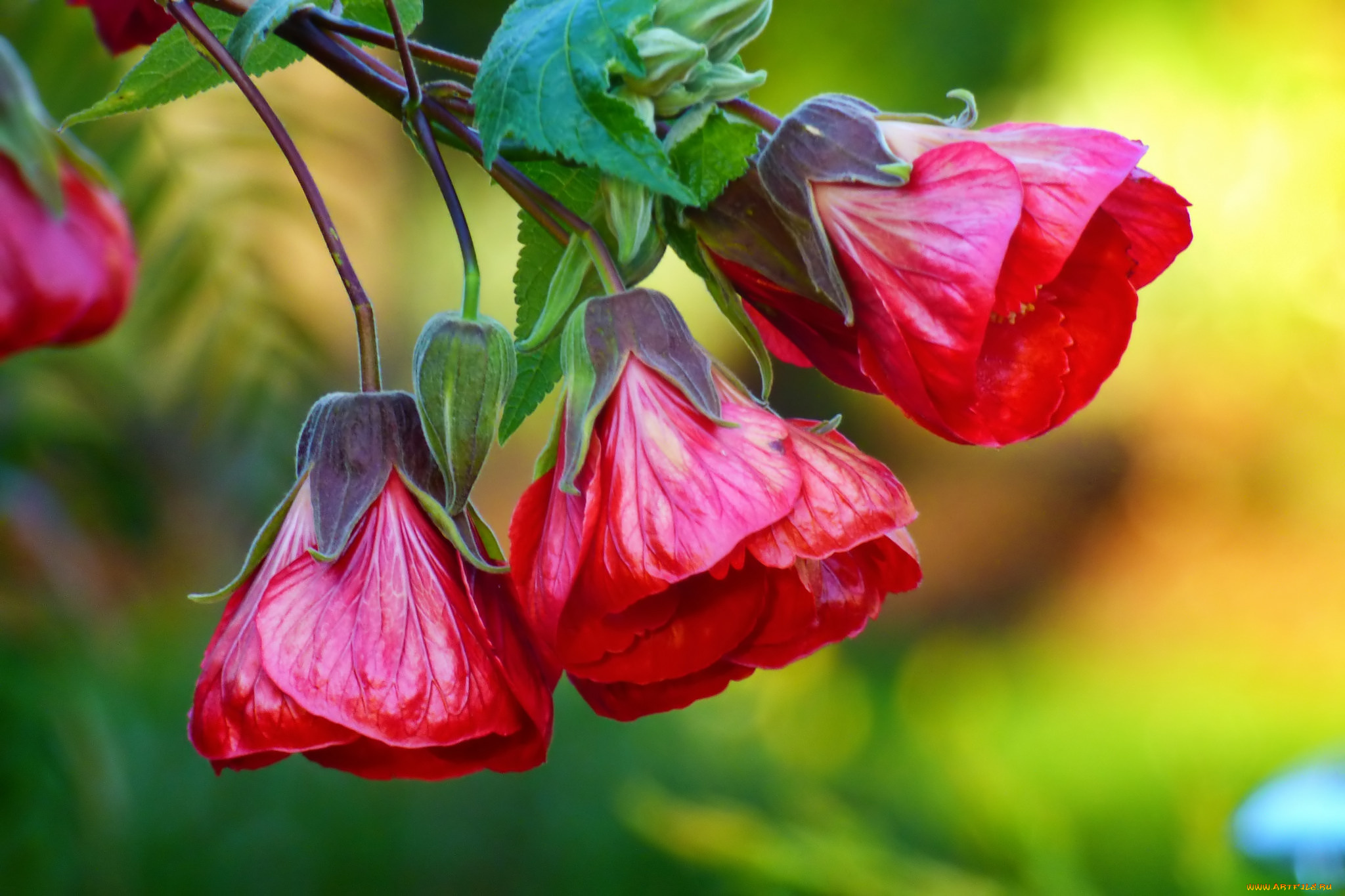 цветы, гибискусы, трио