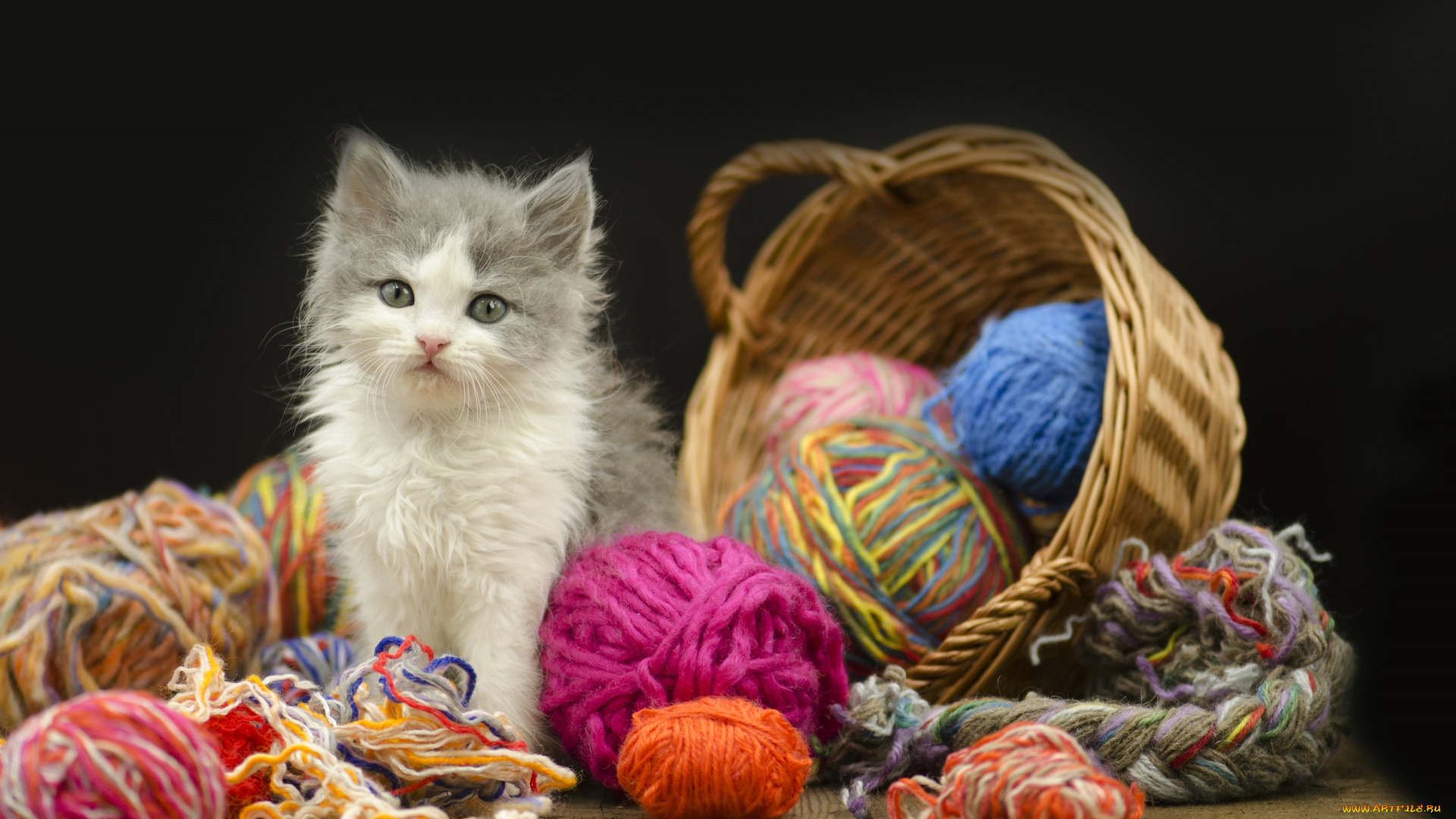 животные, коты, киса, корзина, нитки