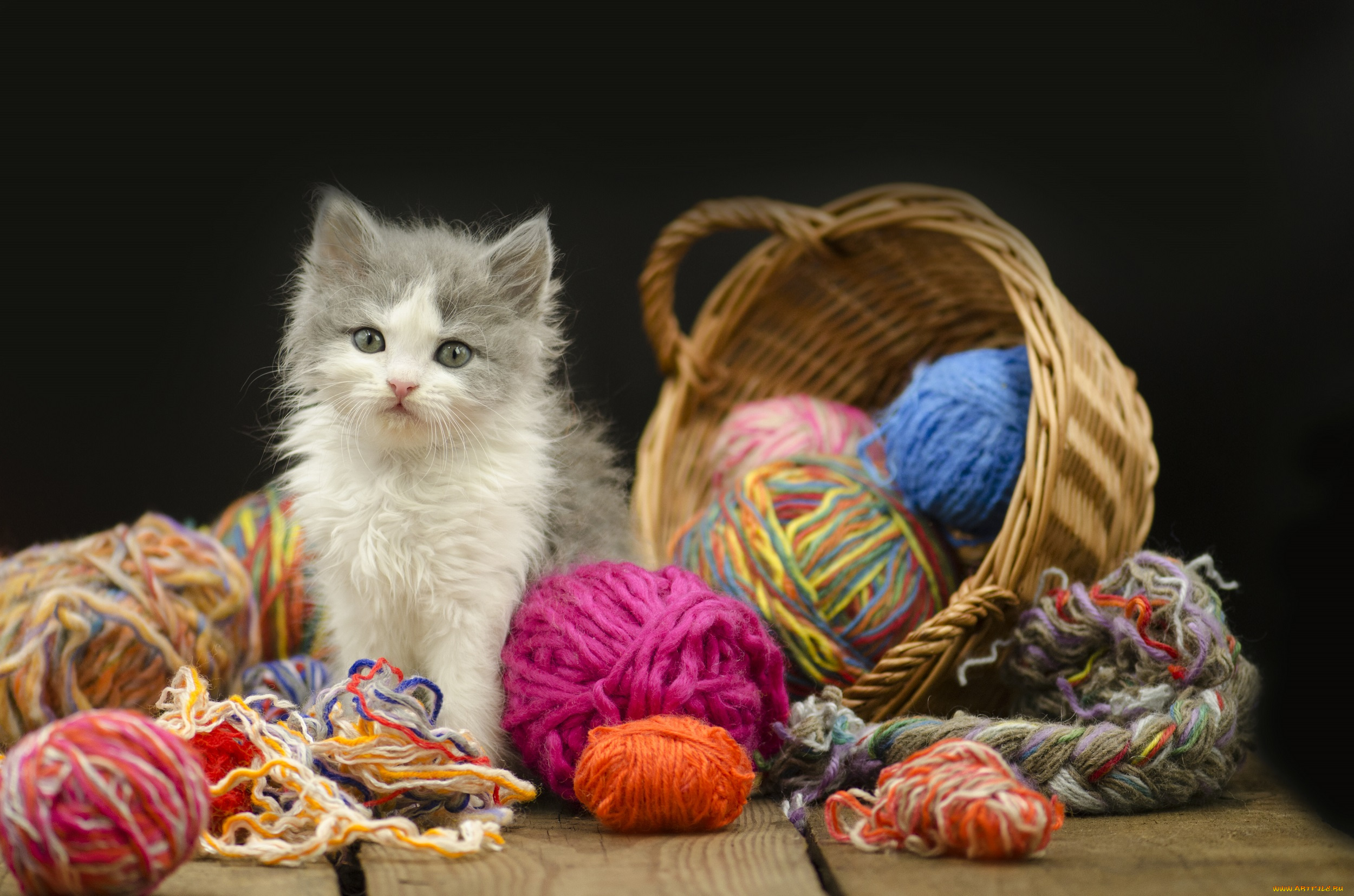 животные, коты, киса, корзина, нитки