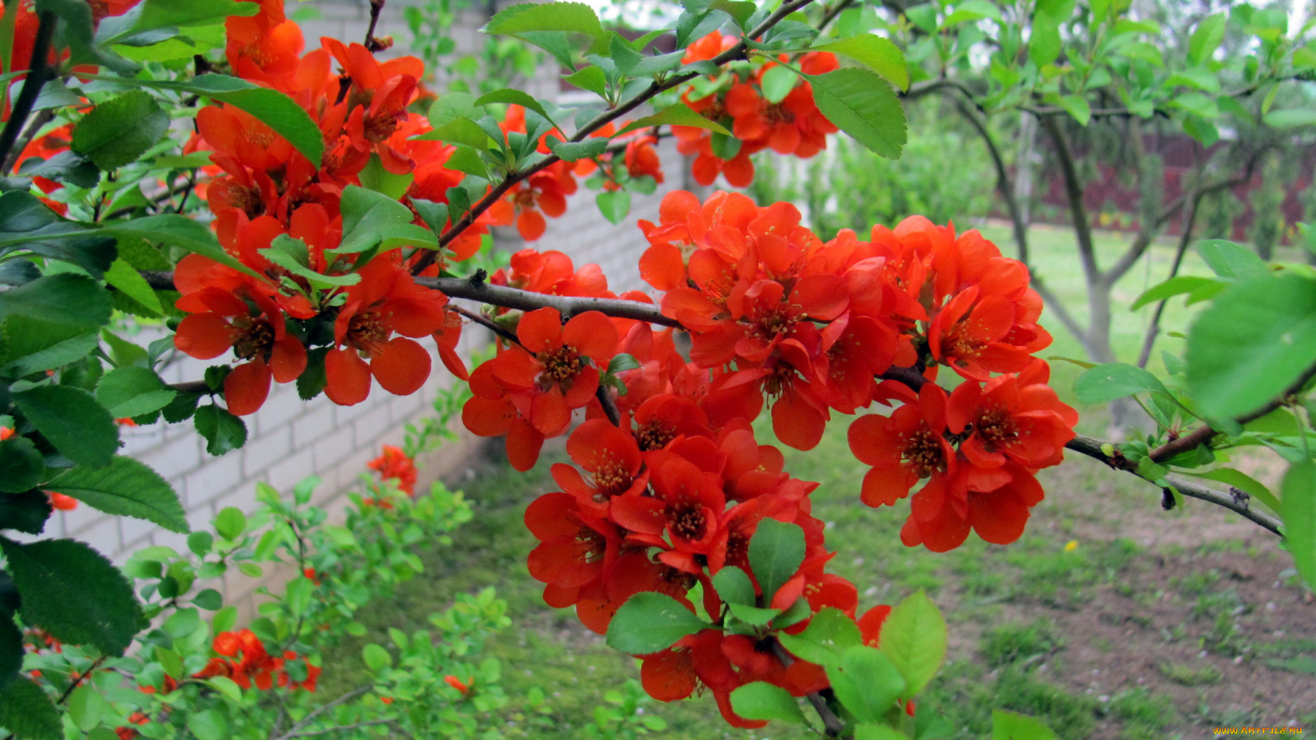 цветы, айва, алая, куст