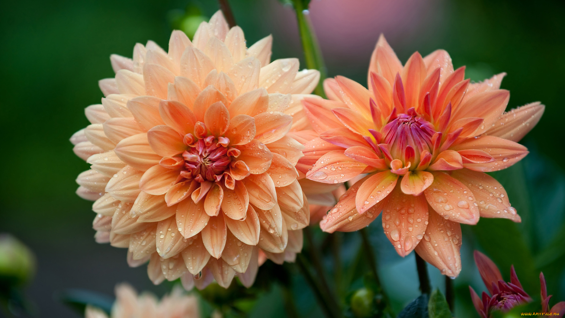 цветы, георгины, дуэт, макро, капли