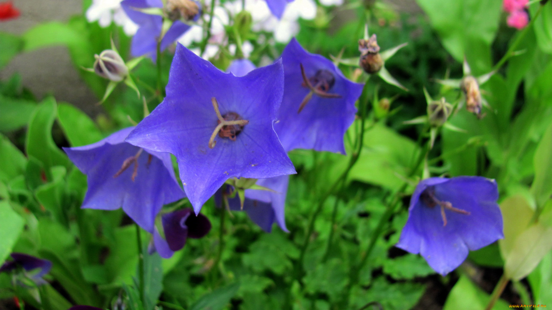 цветы, колокольчики, лиловые