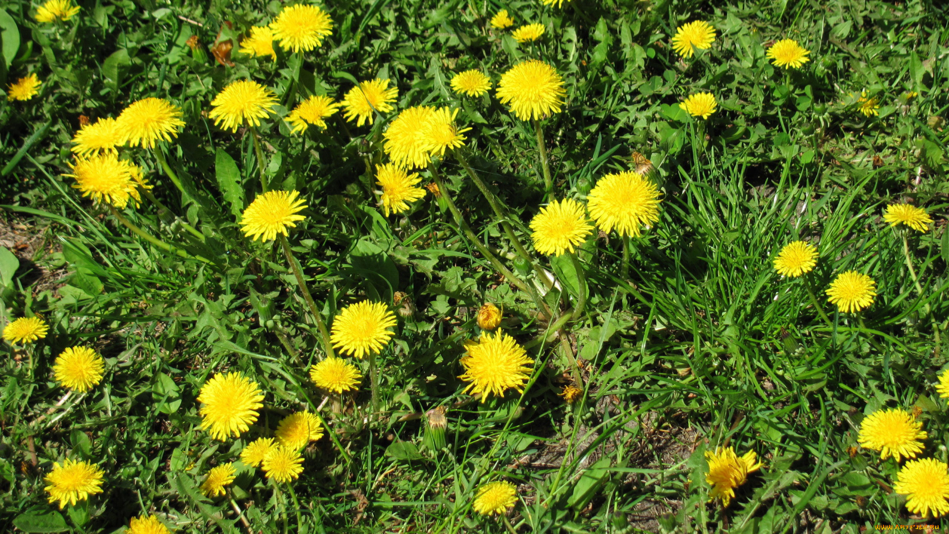 цветы, одуванчики, желтые, весна