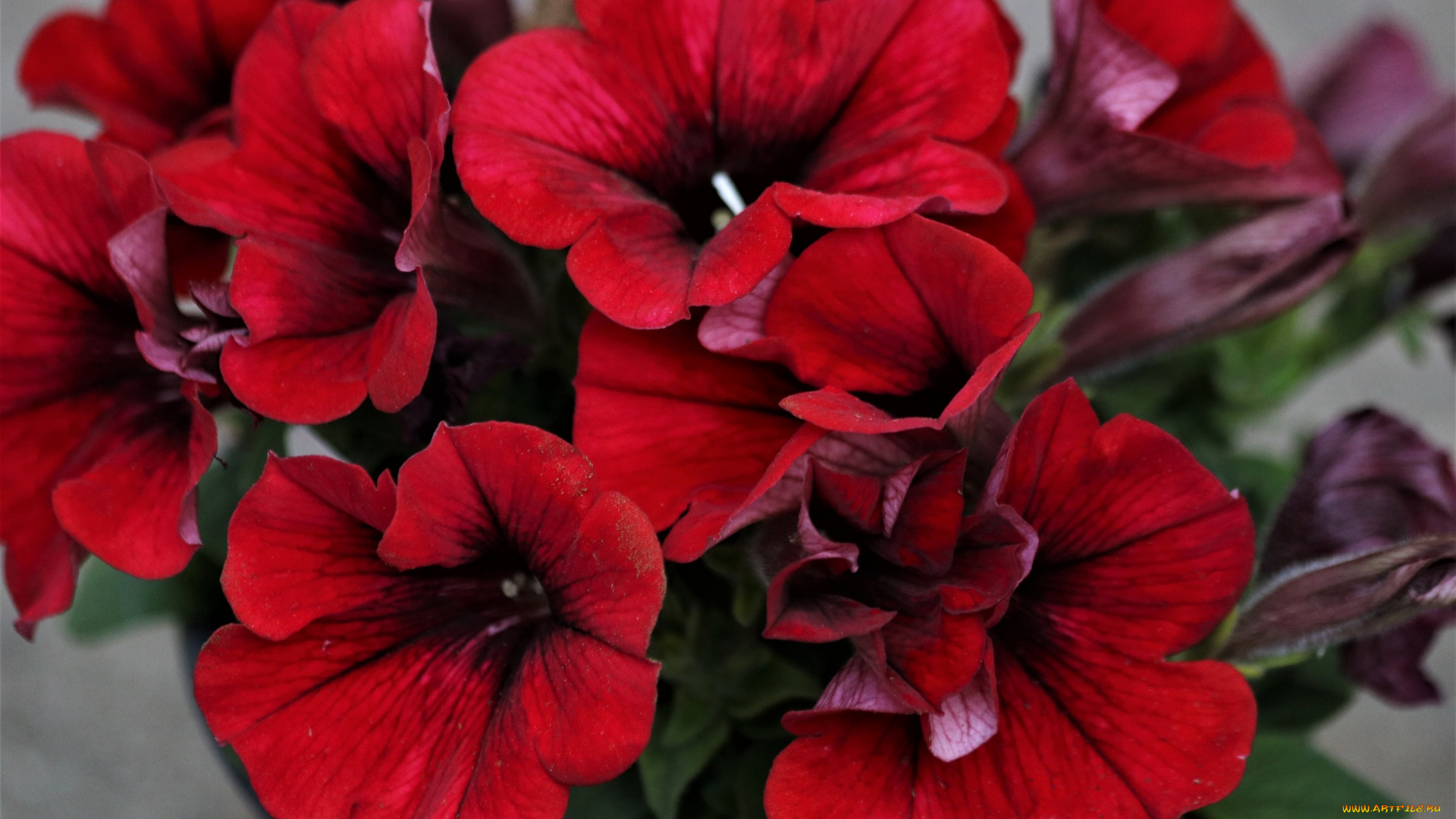 цветы, петунии, , калибрахоа, алая, петуния, макро