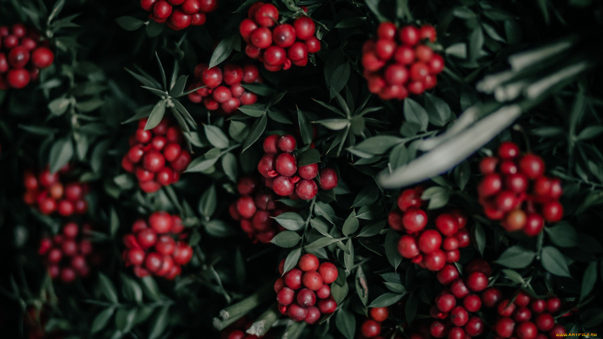 природа, ягоды, красные