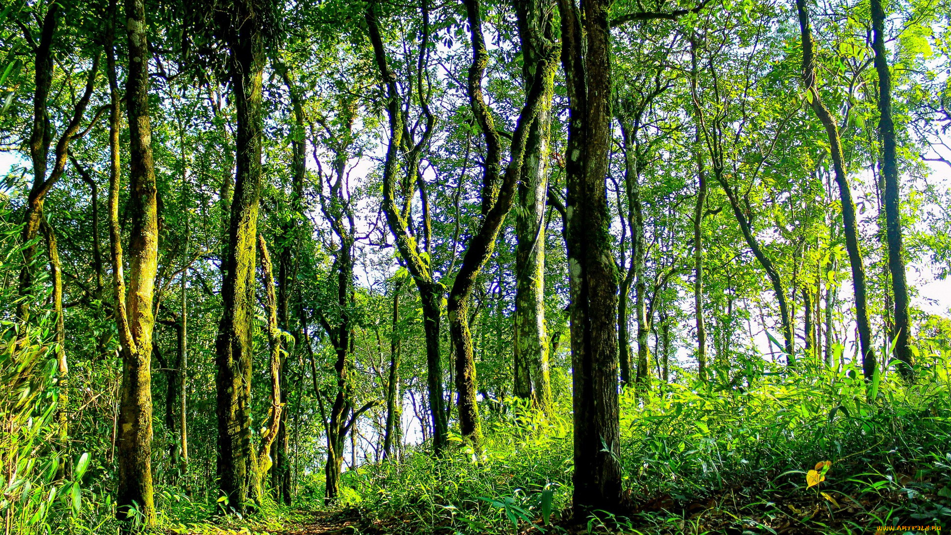 thailand, природа, лес