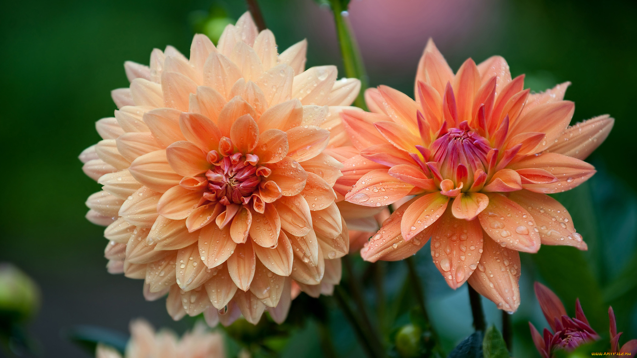 цветы, георгины, дуэт, макро, капли