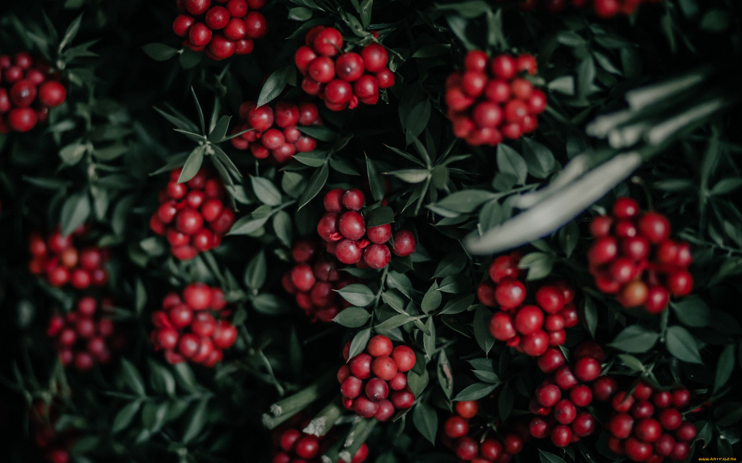 природа, ягоды, красные