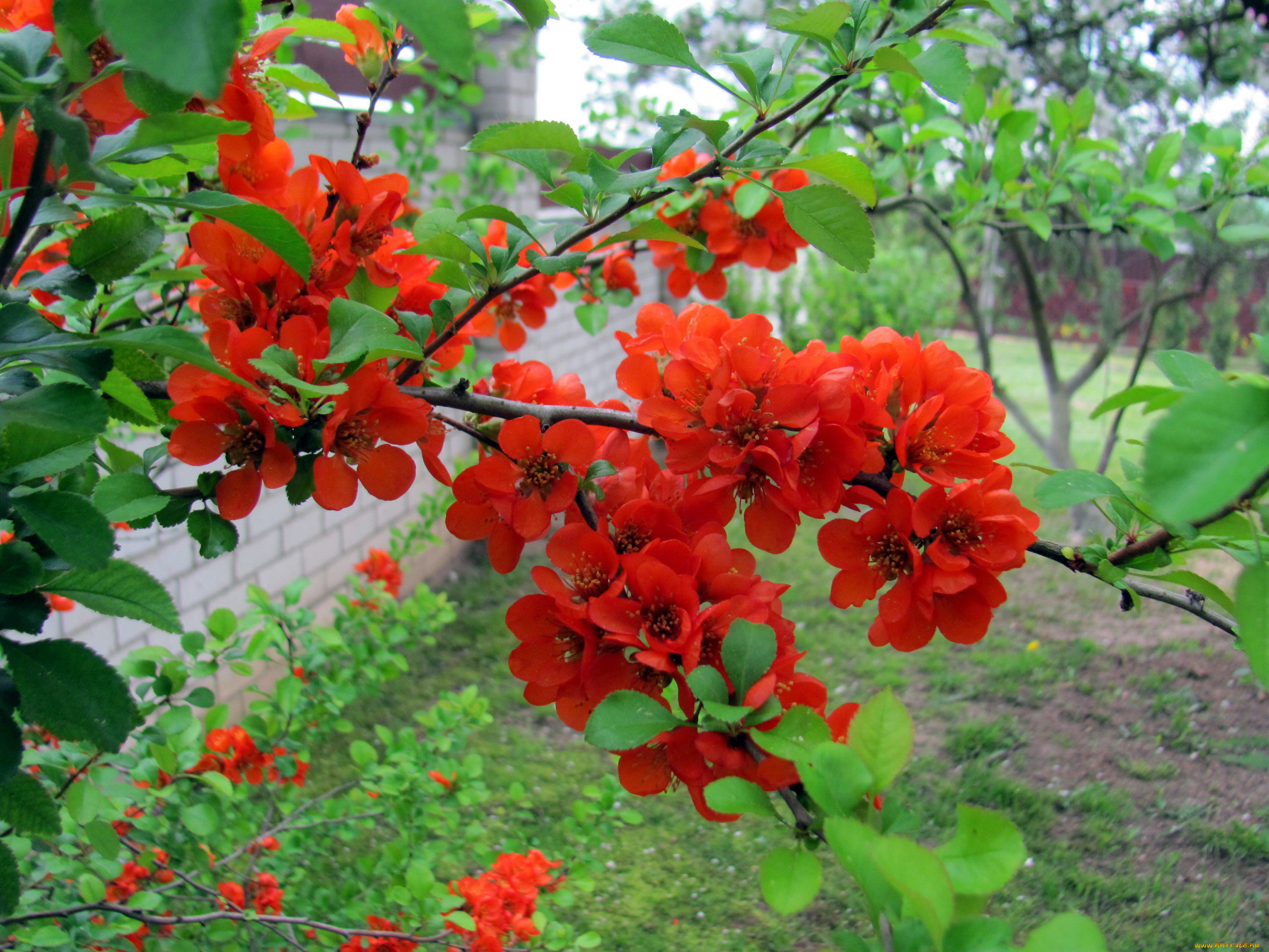 цветы, айва, алая, куст