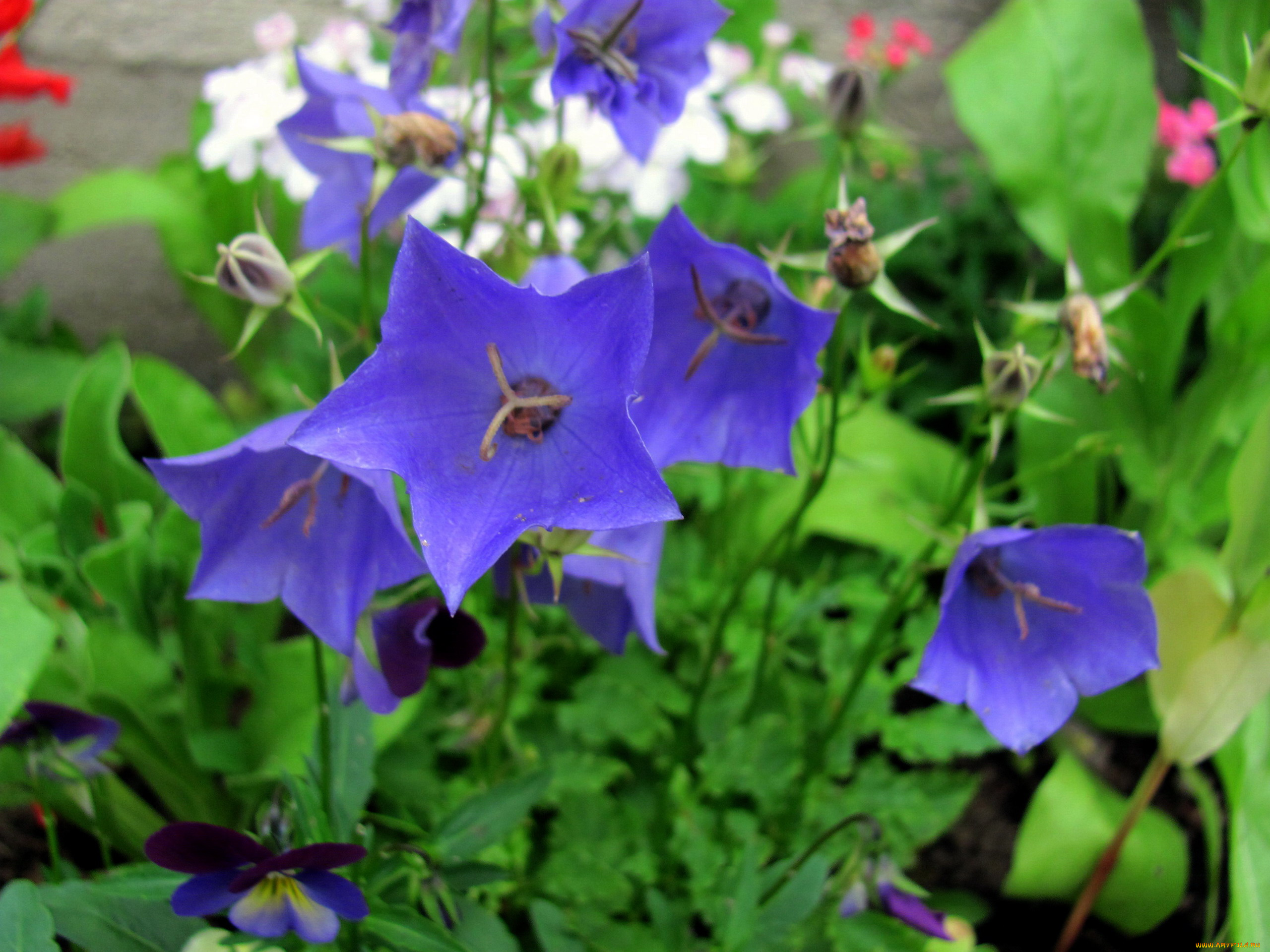 цветы, колокольчики, лиловые