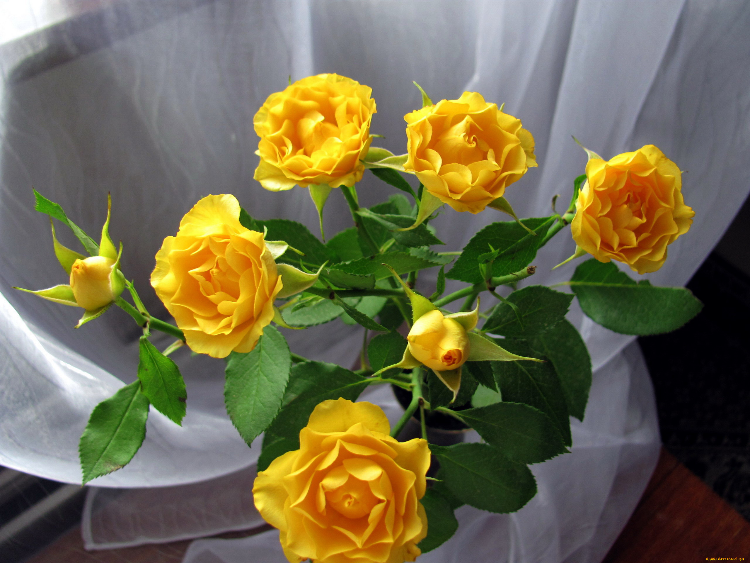 цветы, розы, желтые, букет